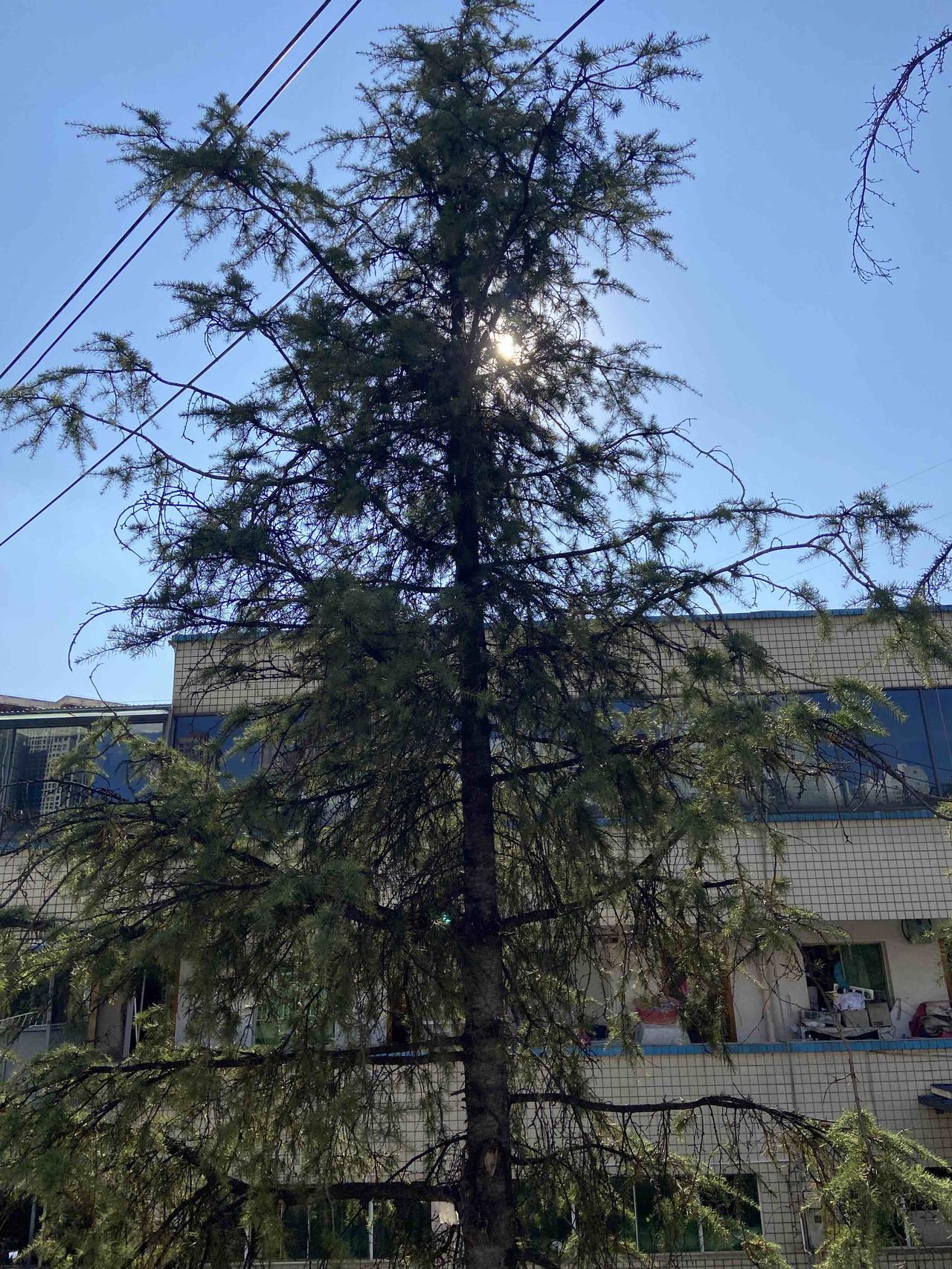 散步时看到相隔不到两米的两棵松树截然不同的命运，令人唏嘘不已，感叹运气实在是天差