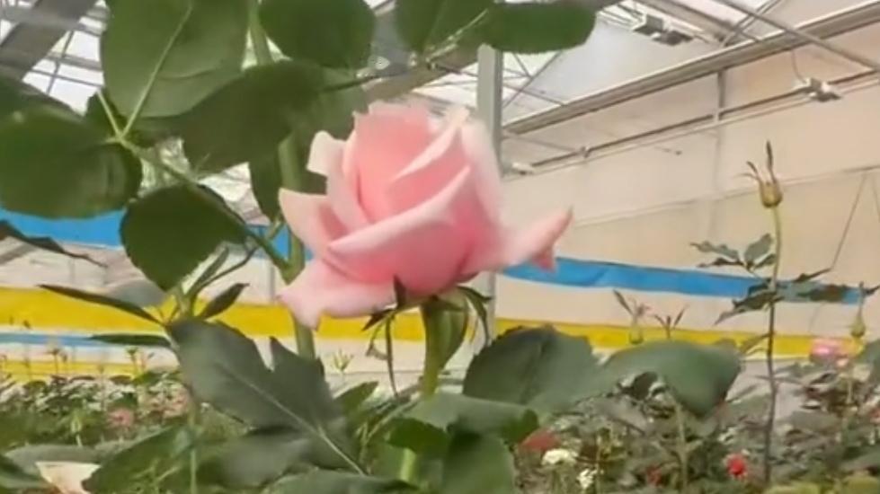 🔥以花寄念，万里归乡！国产自主培育娇龙月季正式启程，从云南奔赴昭苏。粉嫩花容、