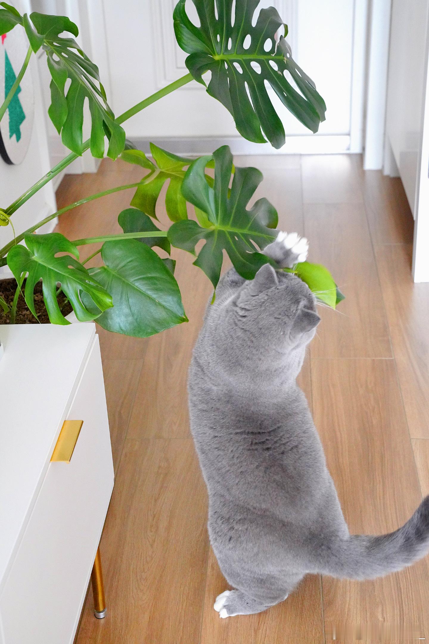 初秋里的随手拍🏠[微风][奶牛猫] ​​​