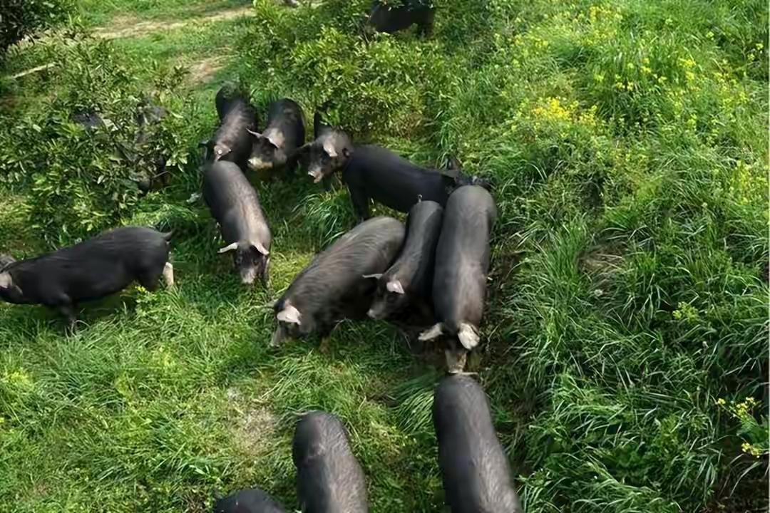 中方对欧盟进口猪肉及副严品反倾销调查裁定。
       12月16日商务部公布