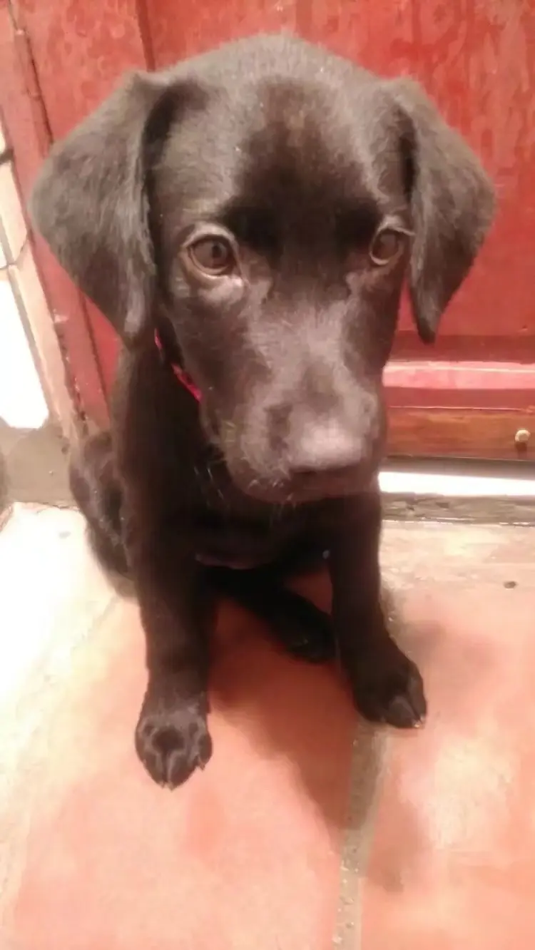 这该死的肿瘤，带走一个这么可爱活蹦乱跳的一只狗狗