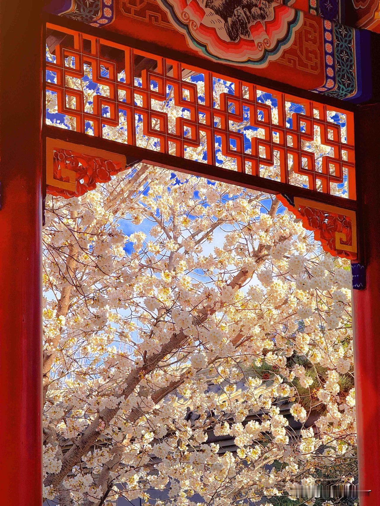 天津3月浪漫天花板✨周邓纪念馆樱花攻略｜赏樱+逛馆一站式

天津的春日浪漫已上线