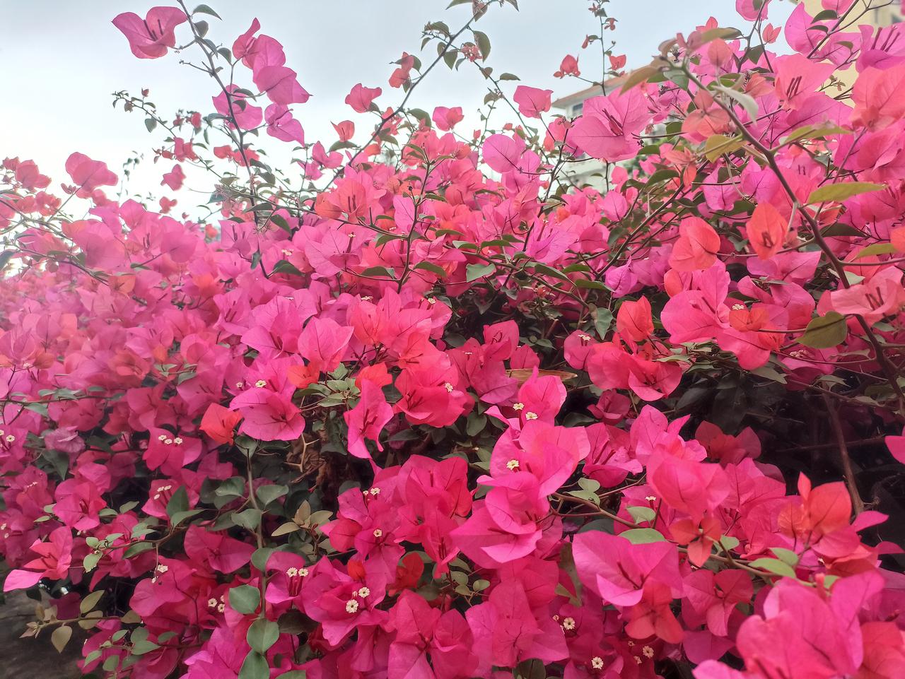 满眼红红火火的三角梅，开得热烈奔放，绿枝繁花层层叠叠，像一团团燃烧的火焰，染红了