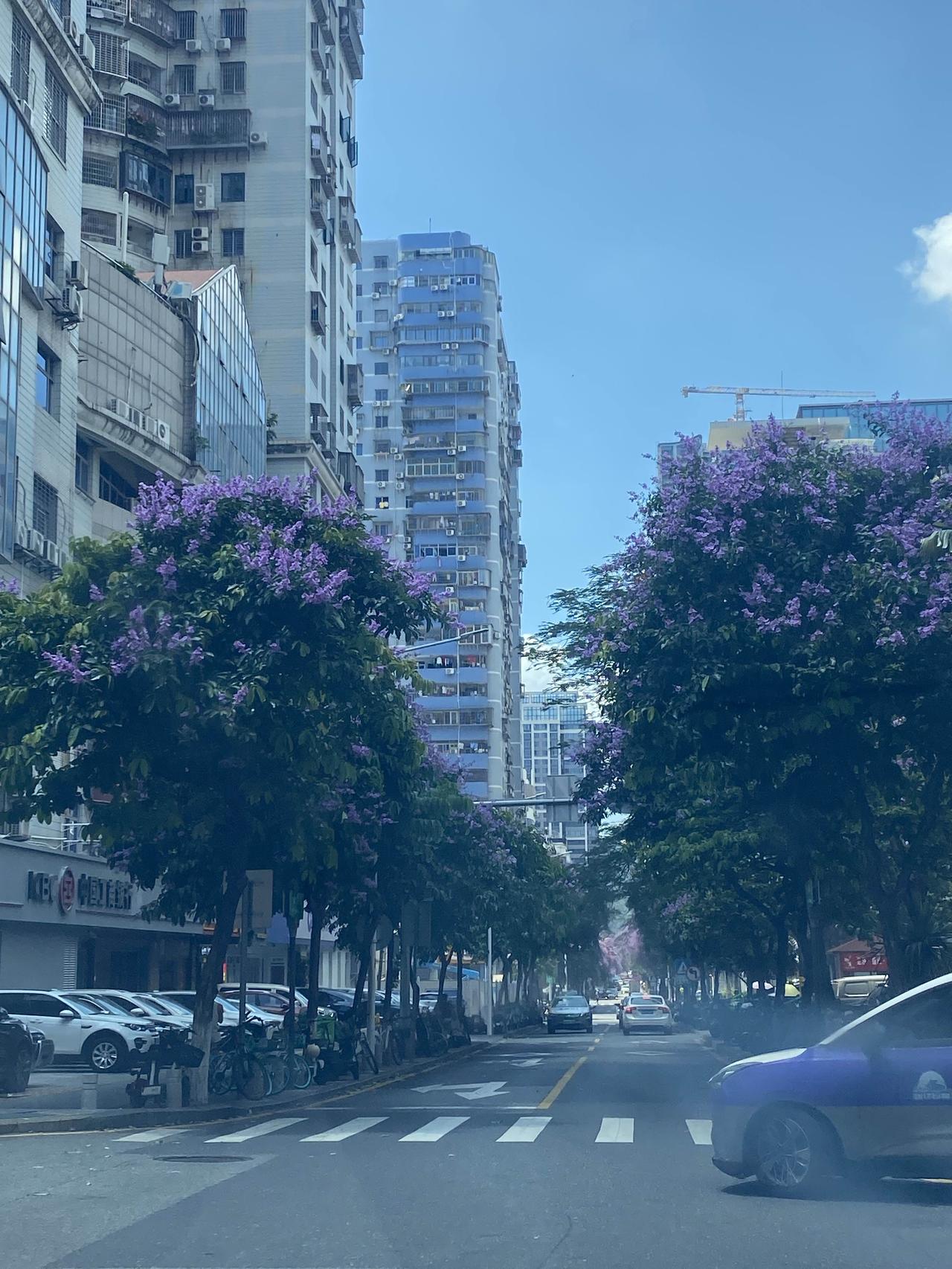 福州出现花80万买价值3万元一棵树木的情况，这些树还没怎么种活。
据从事园林绿化