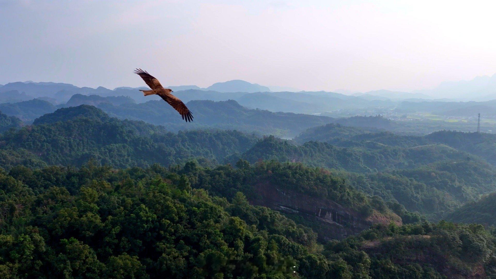BBC镜头里的野性广东生物多样性全景图鉴！从鼎湖山的蕨类王国到珠江口的中华白海豚