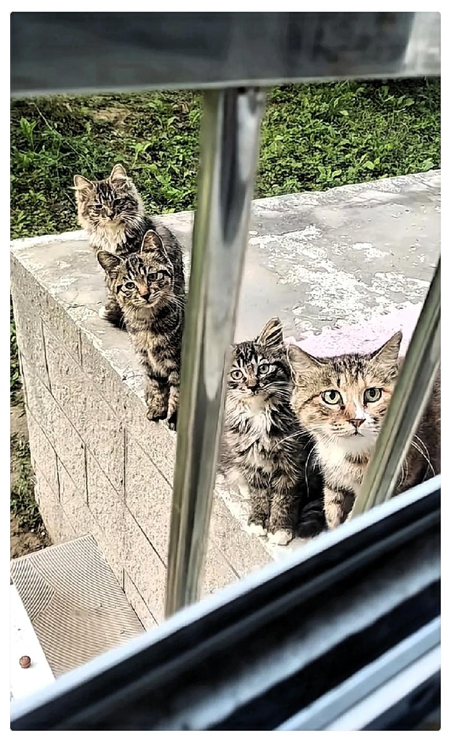 千万不要心软

投喂小区里的流浪猫。

它不仅会记住你，还会带着崽堵着你

它们