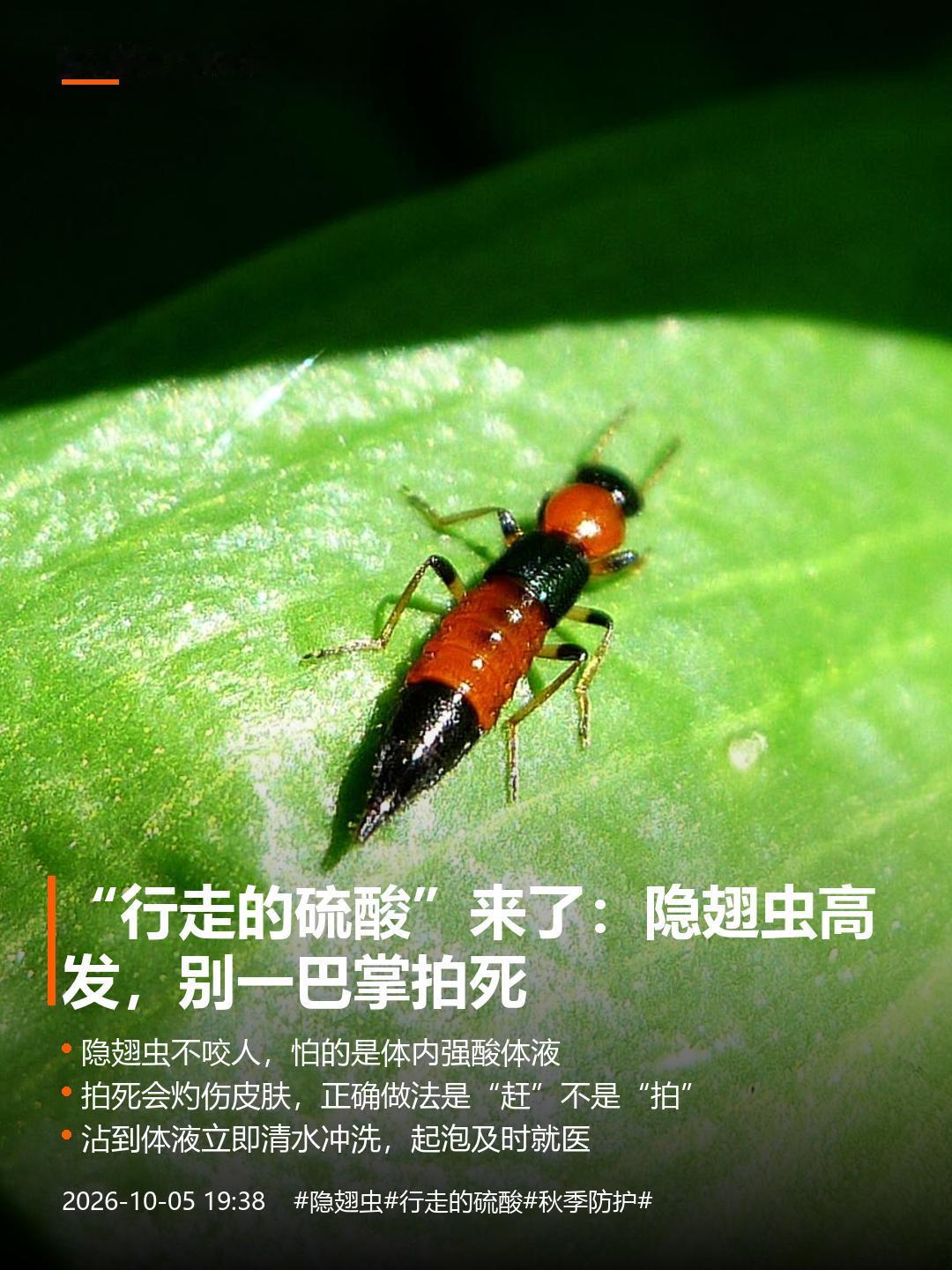 河南多地现“行走的硫酸”（隐翅虫），秋日虫咬防护预警
昨晚家里飞进一只橙黑相间的