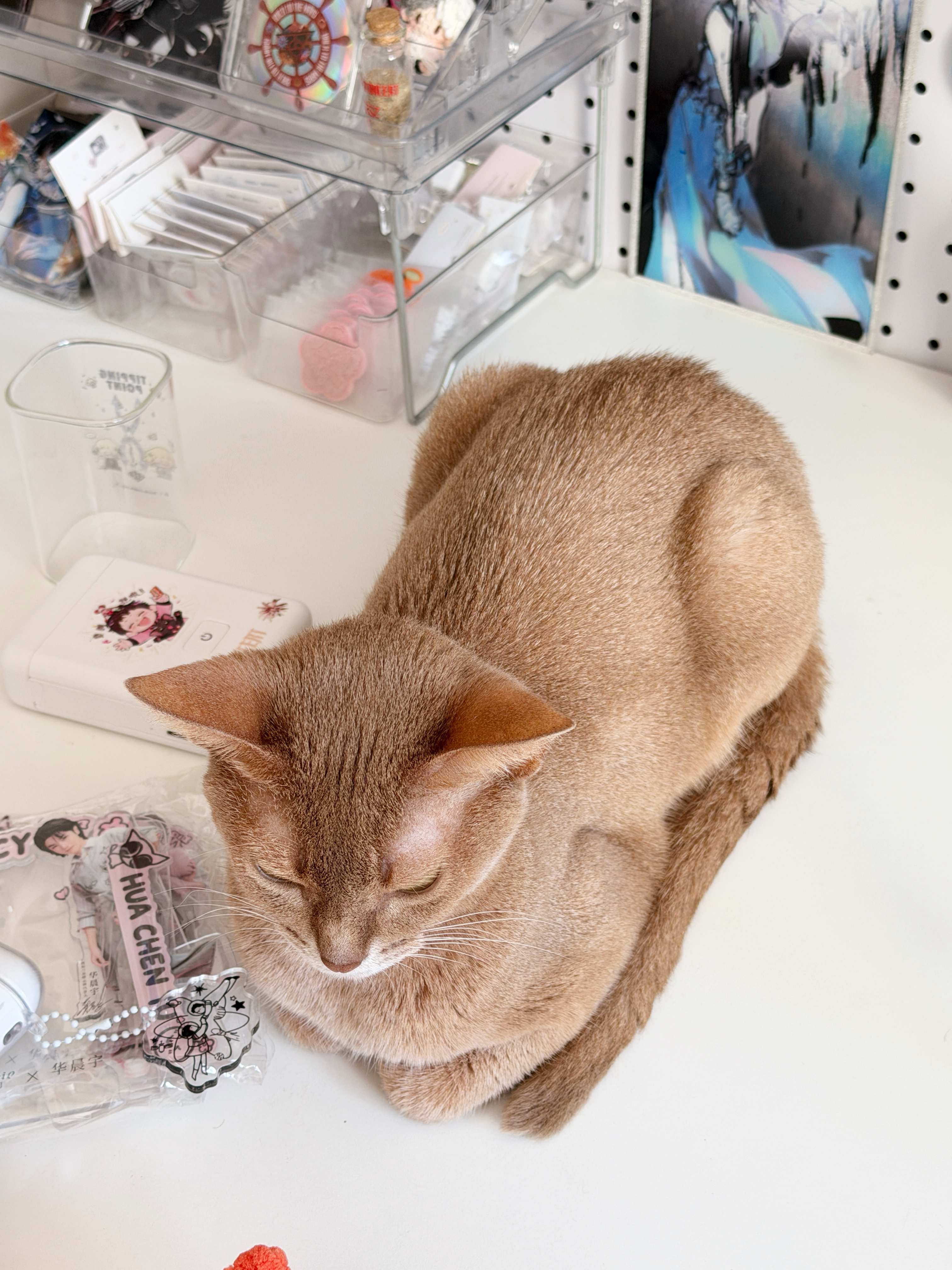 狮身猫面像 宝宝突然一个小方块坐我桌子上 太萌了一小坨 