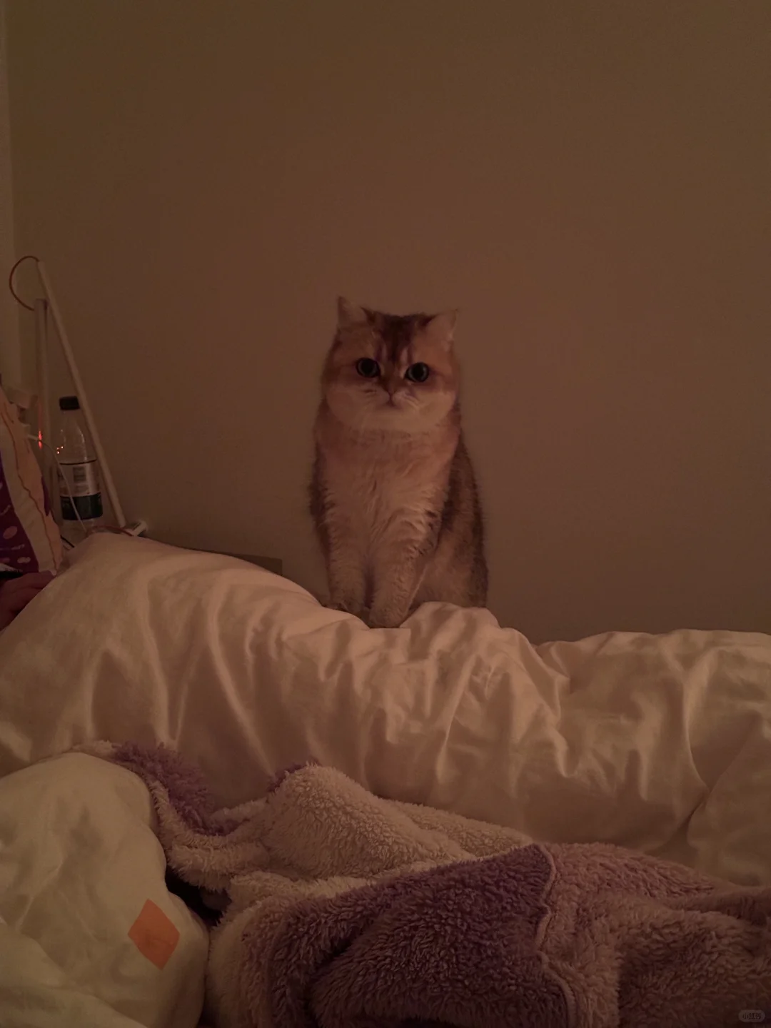泥嚎 古猫宁~(＾◇^)
