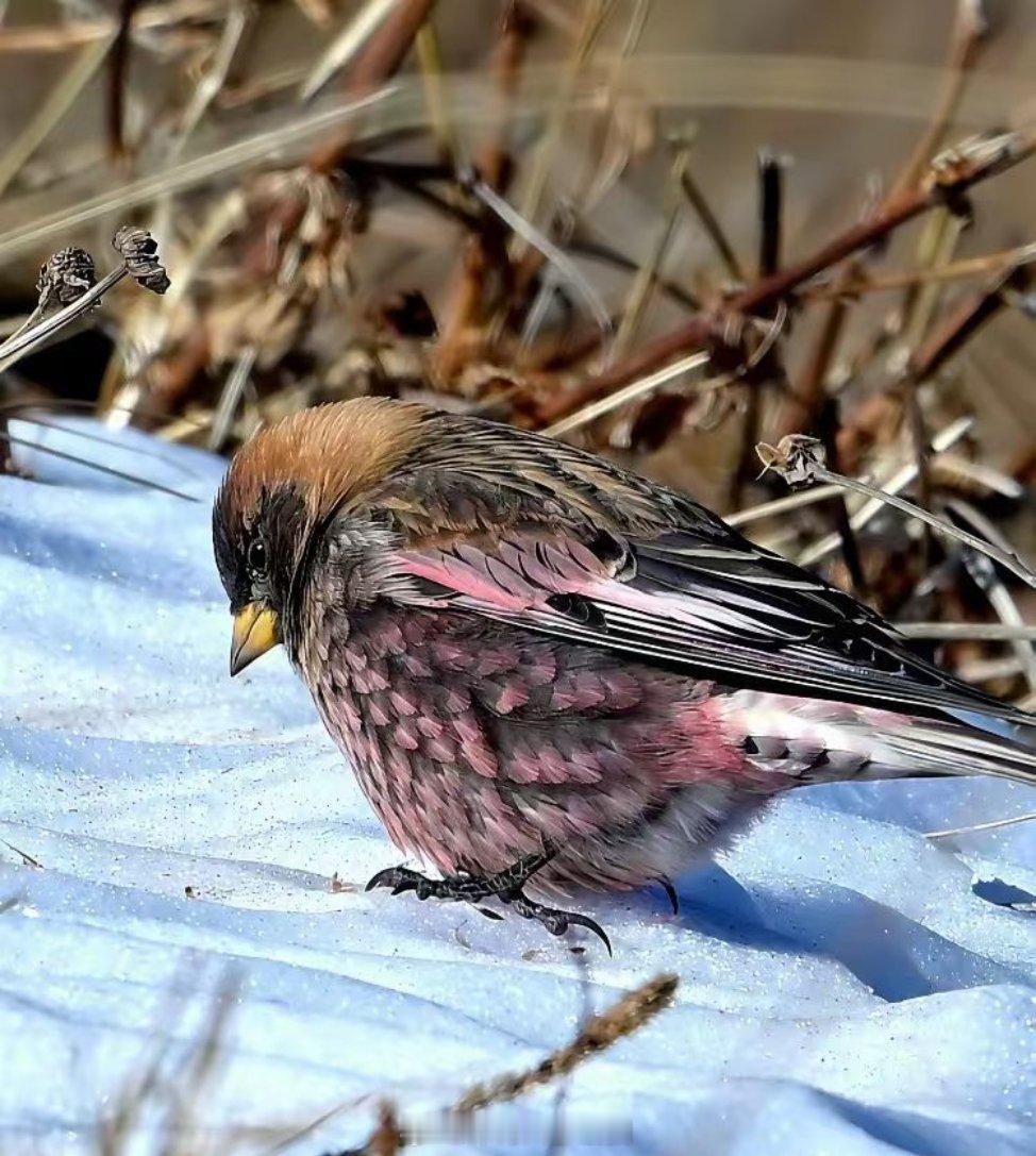 东灵山海拔2000米的鸟儿🐦鸟儿花香鸟动物 北京
