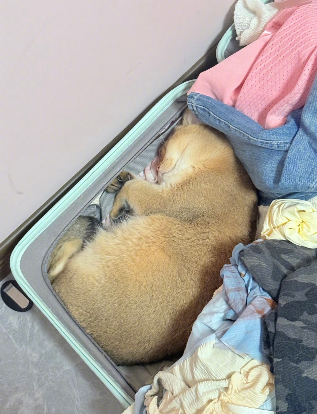 当你收拾返校行李时你的猫就这样神不知鬼不觉地给自己掏了一个窝此刻不想返校的心情达