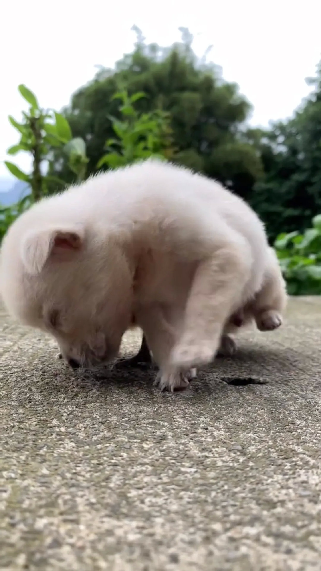 瞌睡猫和瞌睡鸡，走红网络，太可爱啦！近日，一只刚出生没多久的小白狗，和一只刚孵化