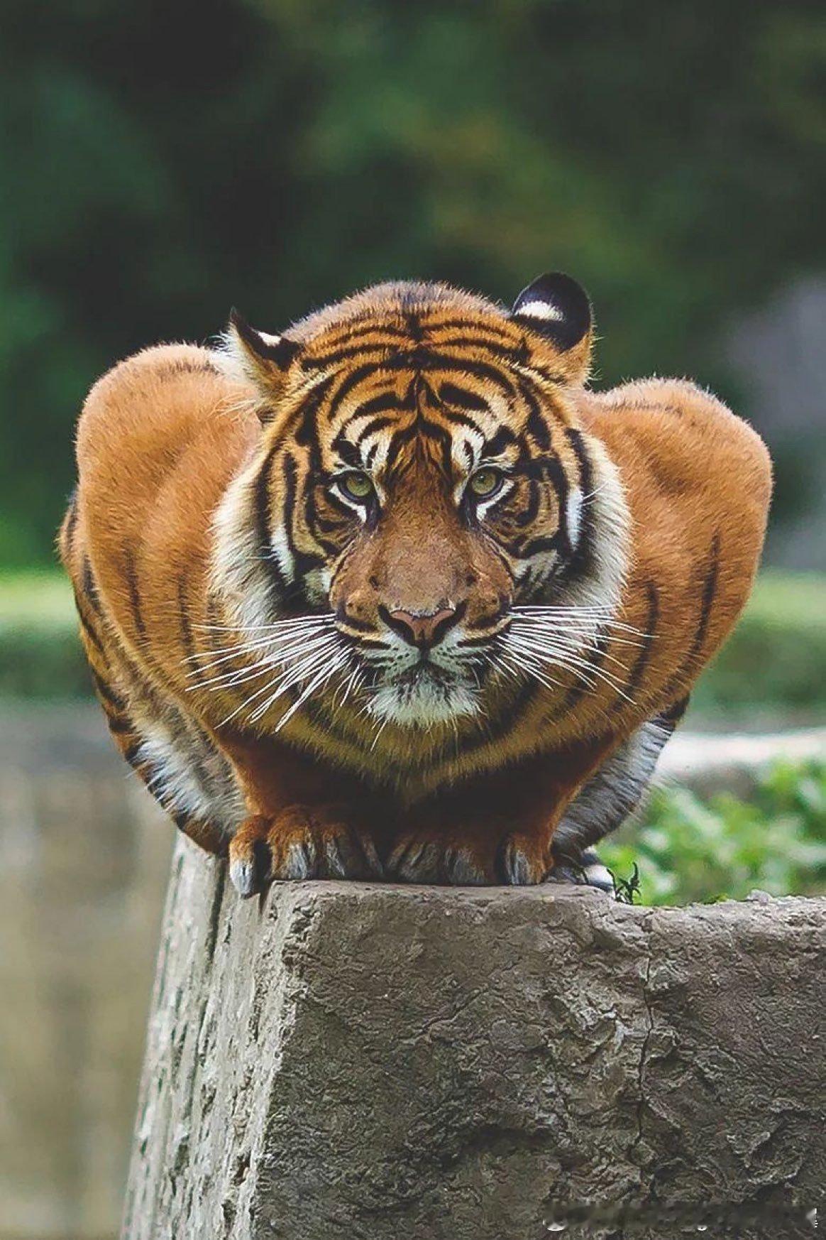 虎先锋 ​​​