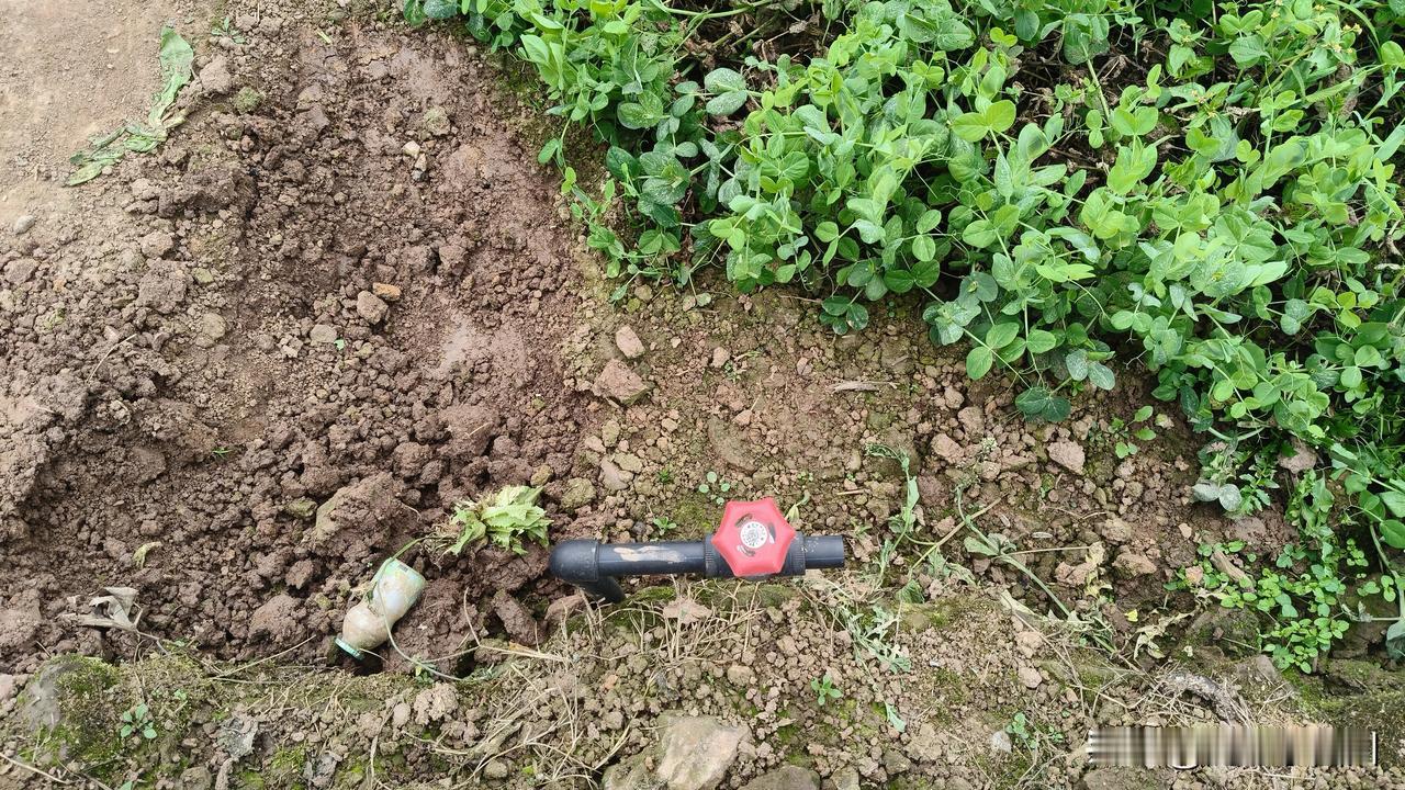 这又是一个超好的惠民工程
昨天下午，婆婆叫我回去摘点弯豆尖来吃
我拿上囗袋，走在