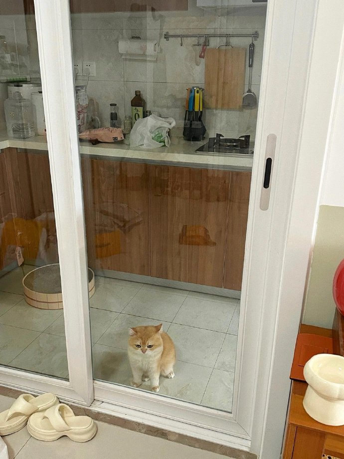 被关禁闭的暴躁猫猫 