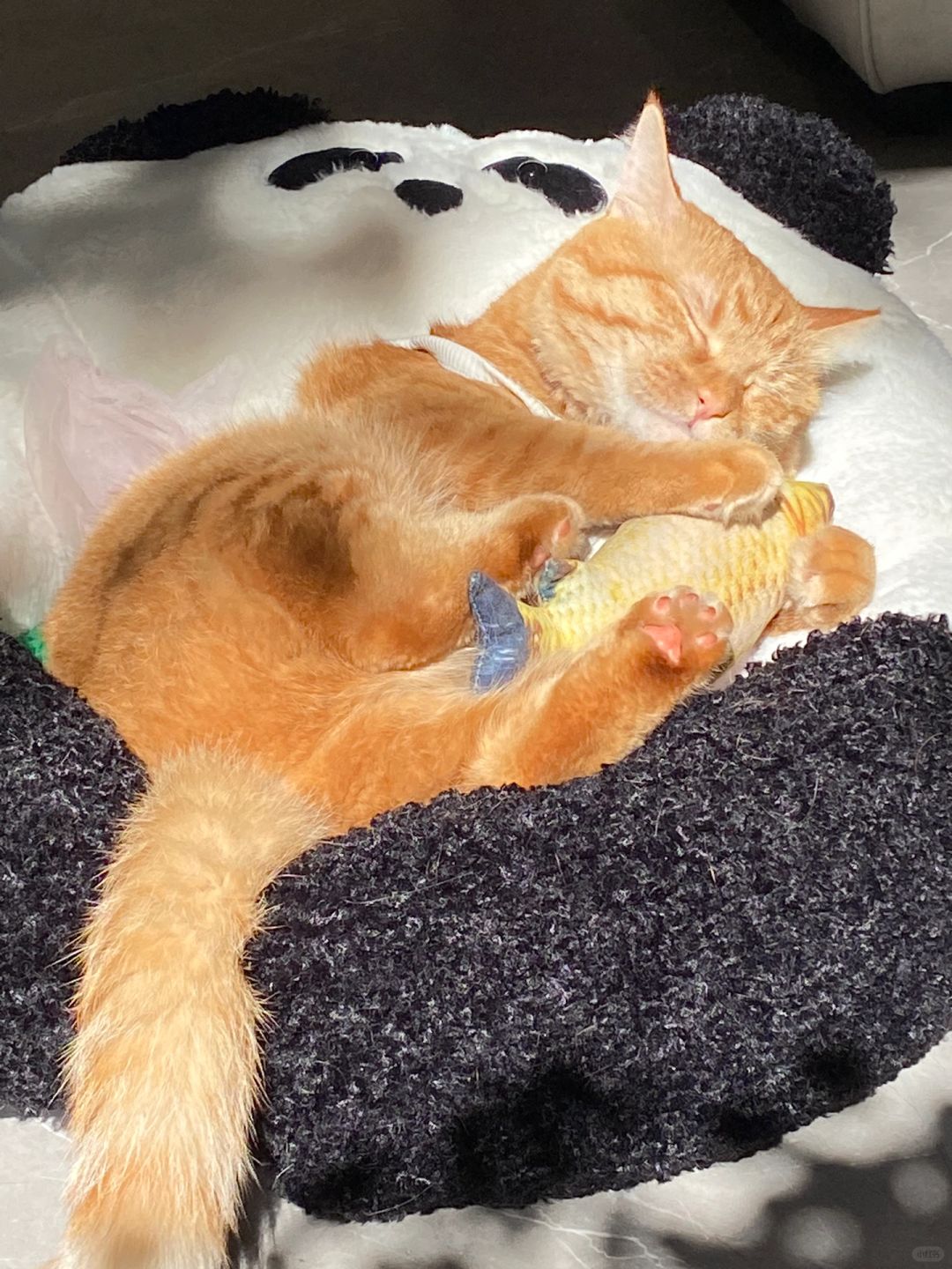 被自己胖困了💤