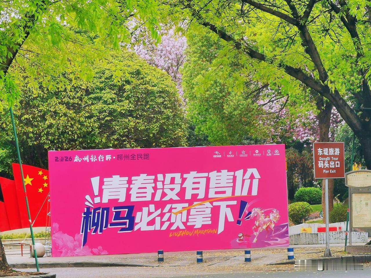 记录我的2026紫荆花最佳观赏期到了，柳马即将开始，你准备好了吗？