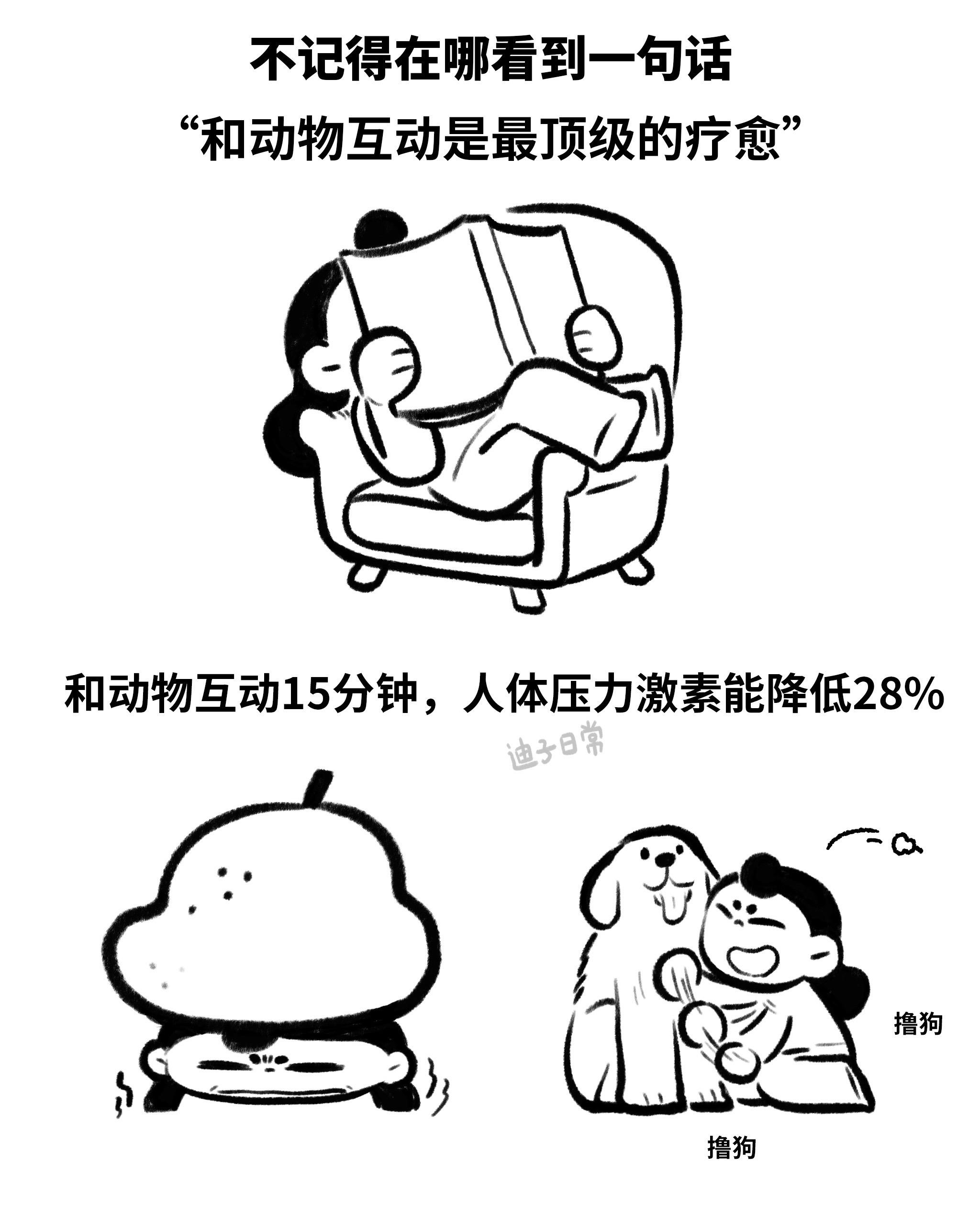 顶级的疗愈。和动物互动是最顶级的疗愈，这句话直到我去了花鸟市场才有了切身感受