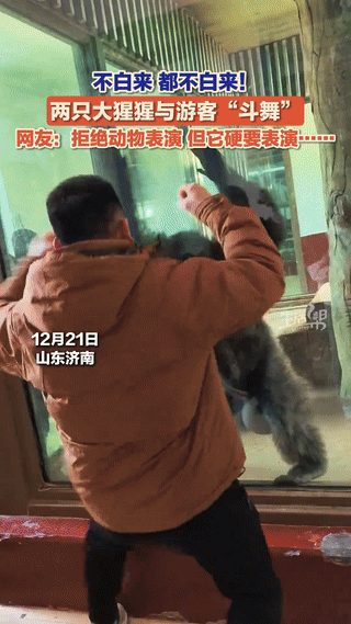 笑不活了！山东，一男子去逛动物园，路过猩猩馆时，和大猩猩对视了一眼，就开始和它斗