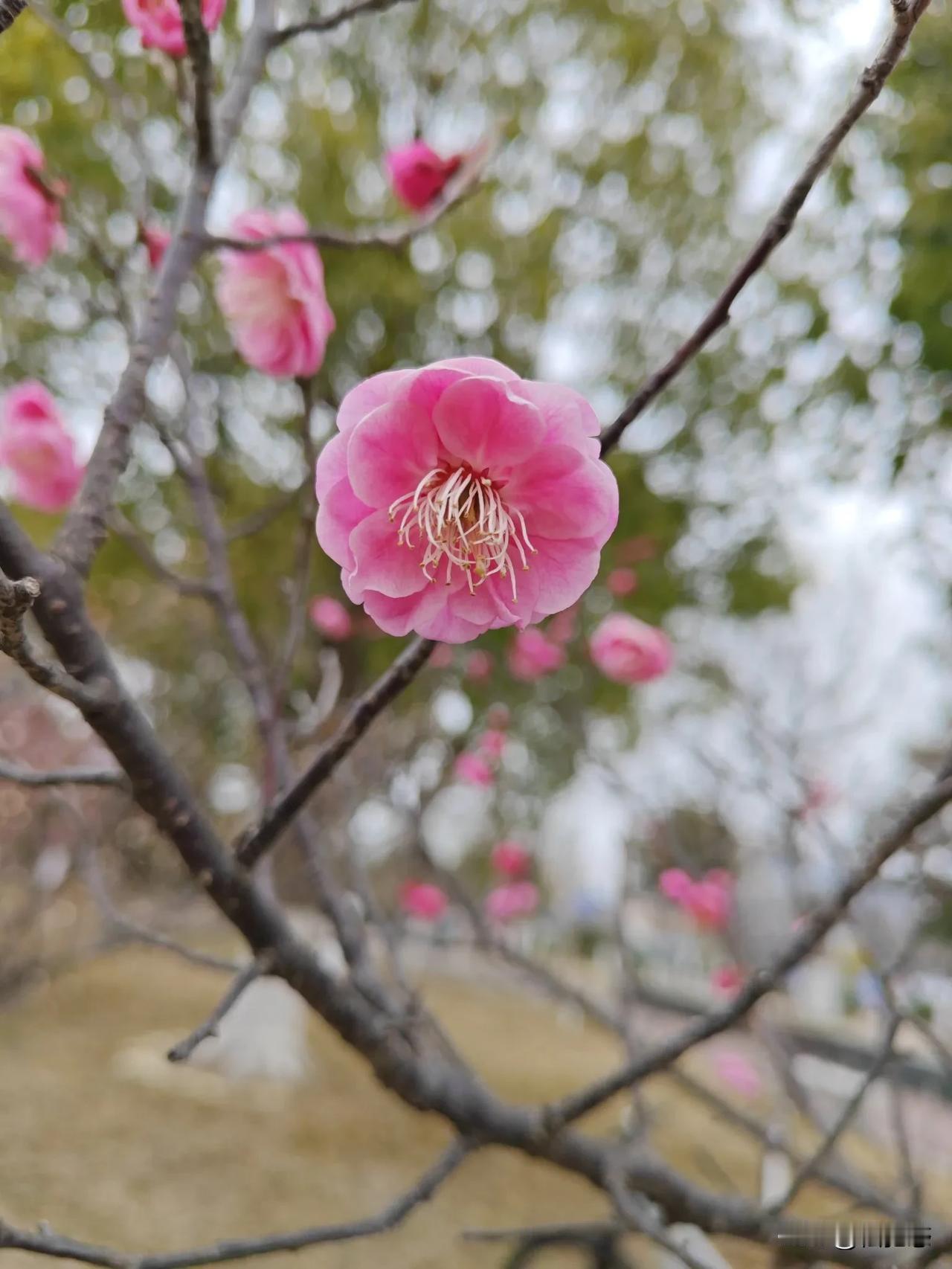 分享你手机中的花花草草梅花香自苦寒来