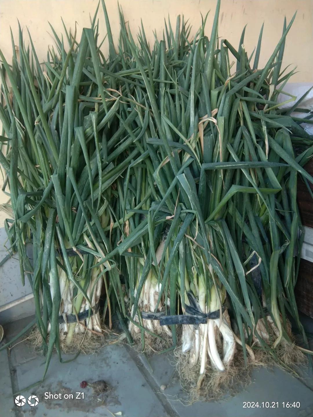 去年的葱好贵，今年(2024)就没那么贵了。