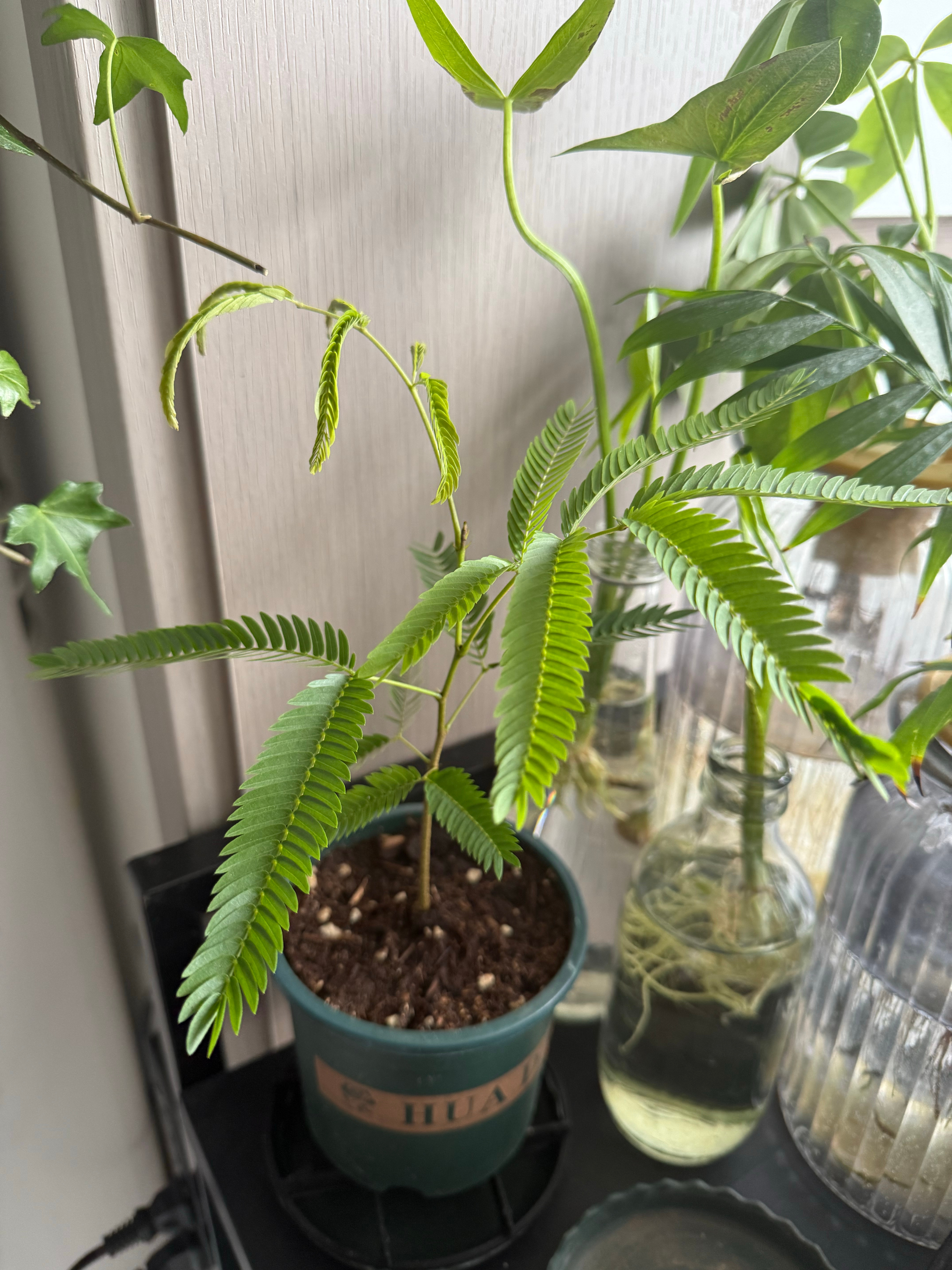 中年突然变植男