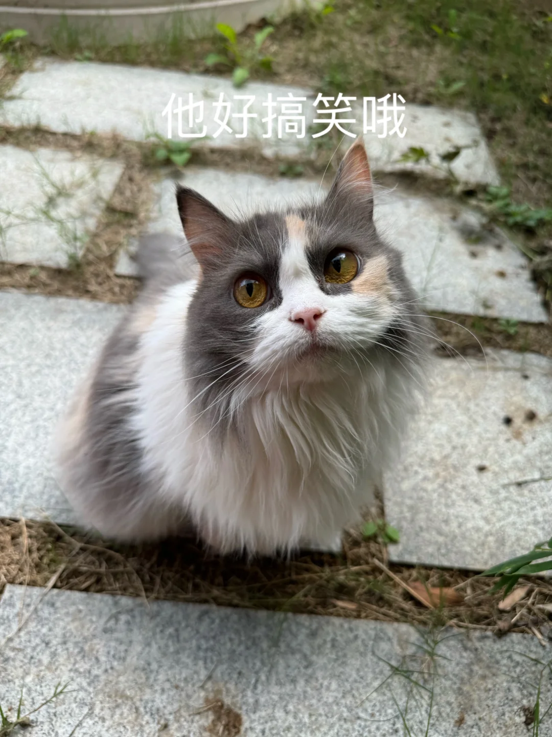 德总是个表情帝，归气氛组管！