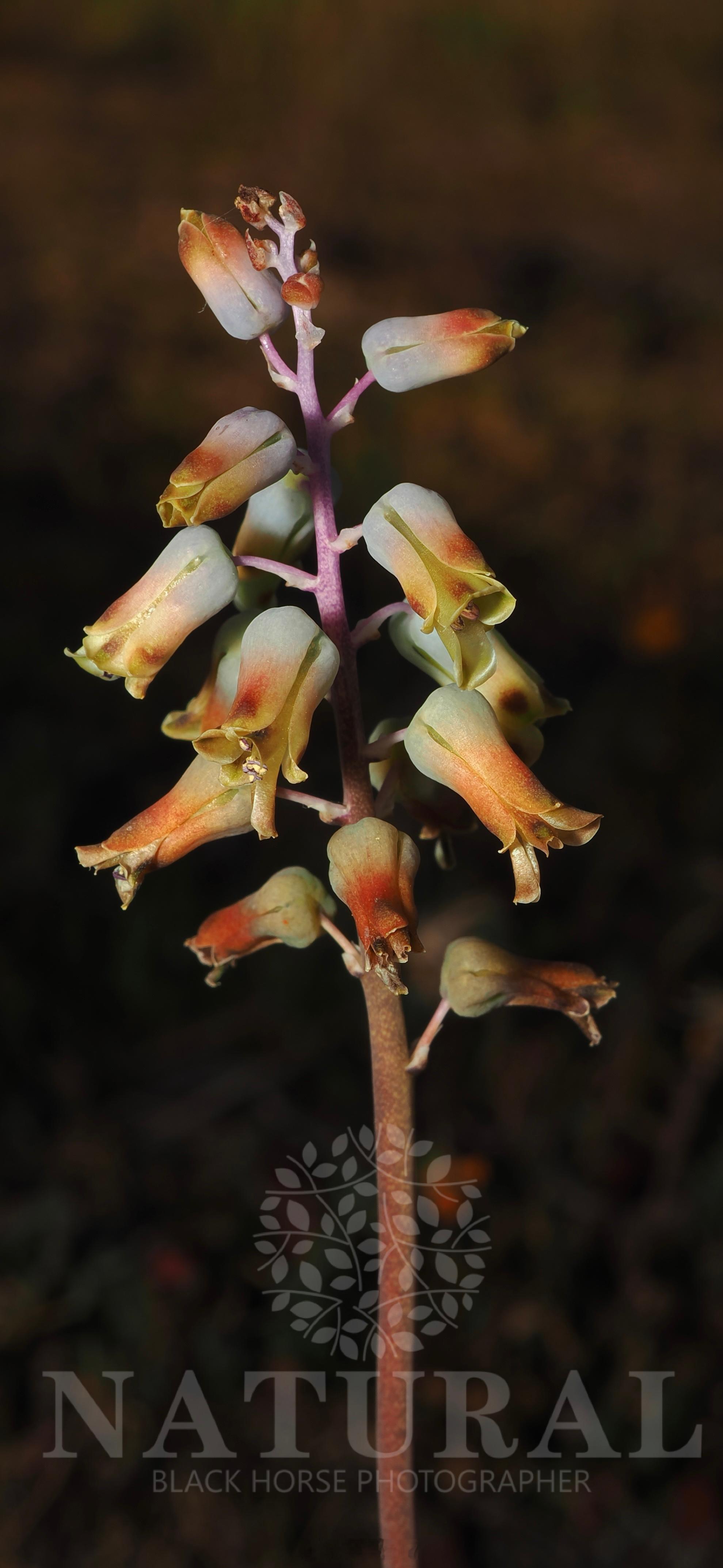 看花  ​​​