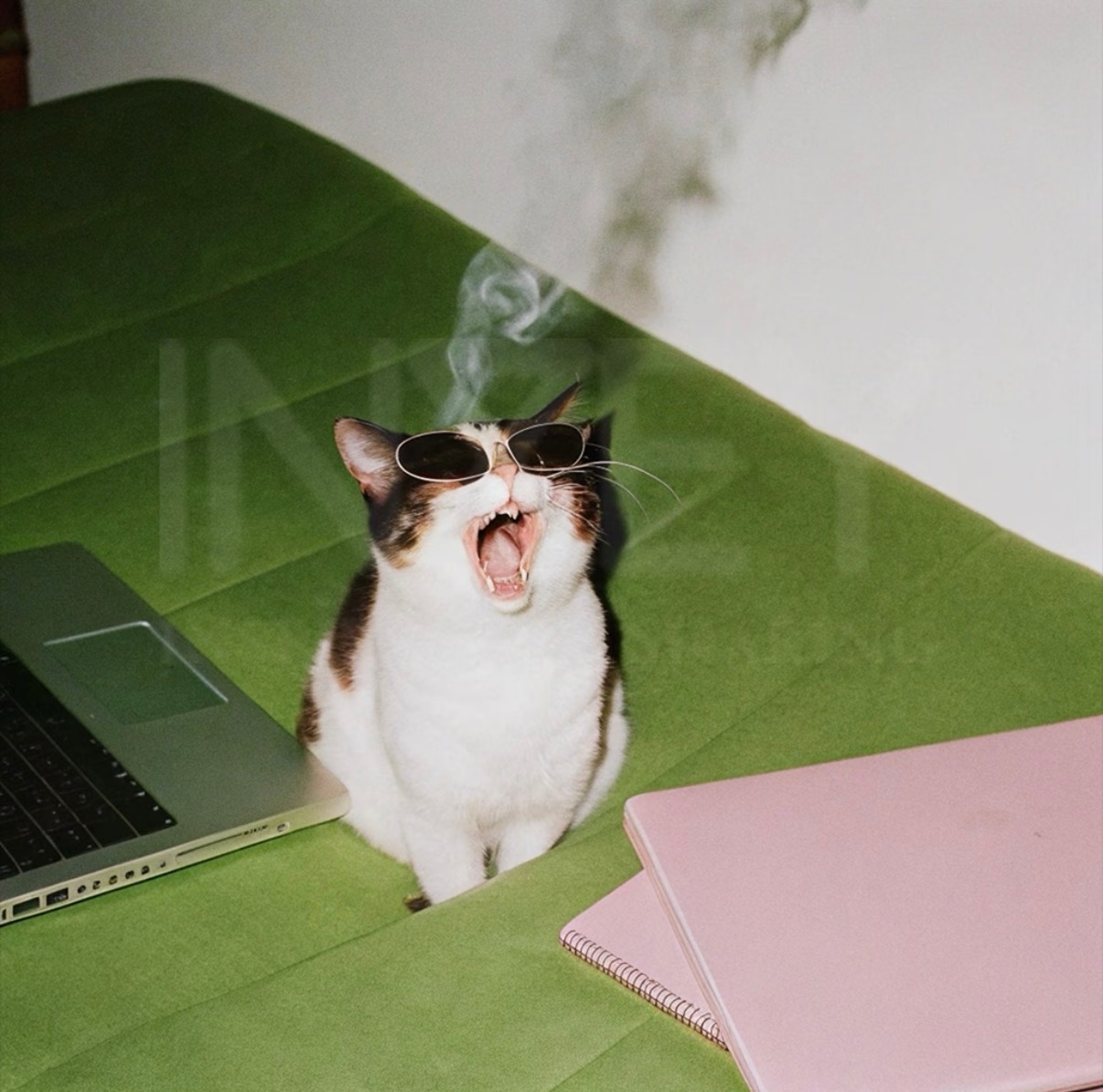 你们继续用速记欺负我家猫，猫的CPU要干烧了呀！！ 