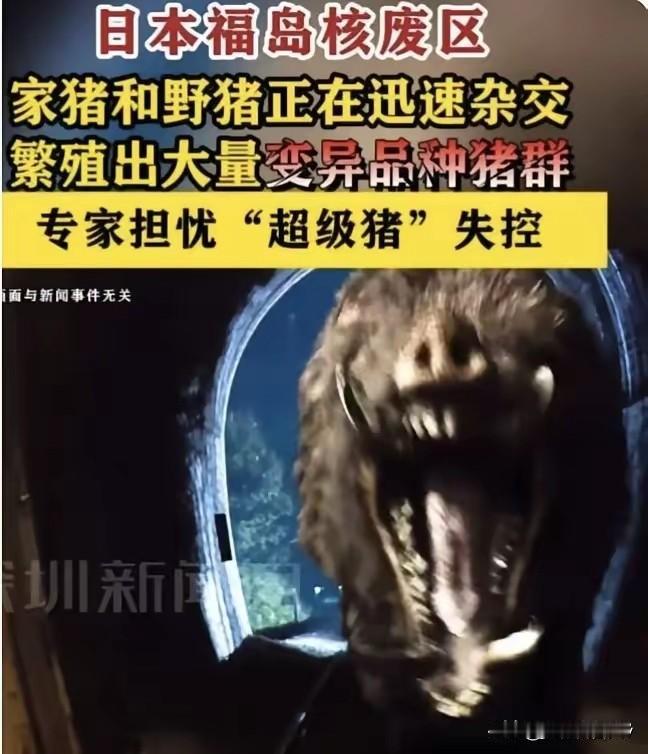 看到福岛周边出现家猪和野猪杂交的“新基因猪群”，真是让人心里一紧。核事故后这片区