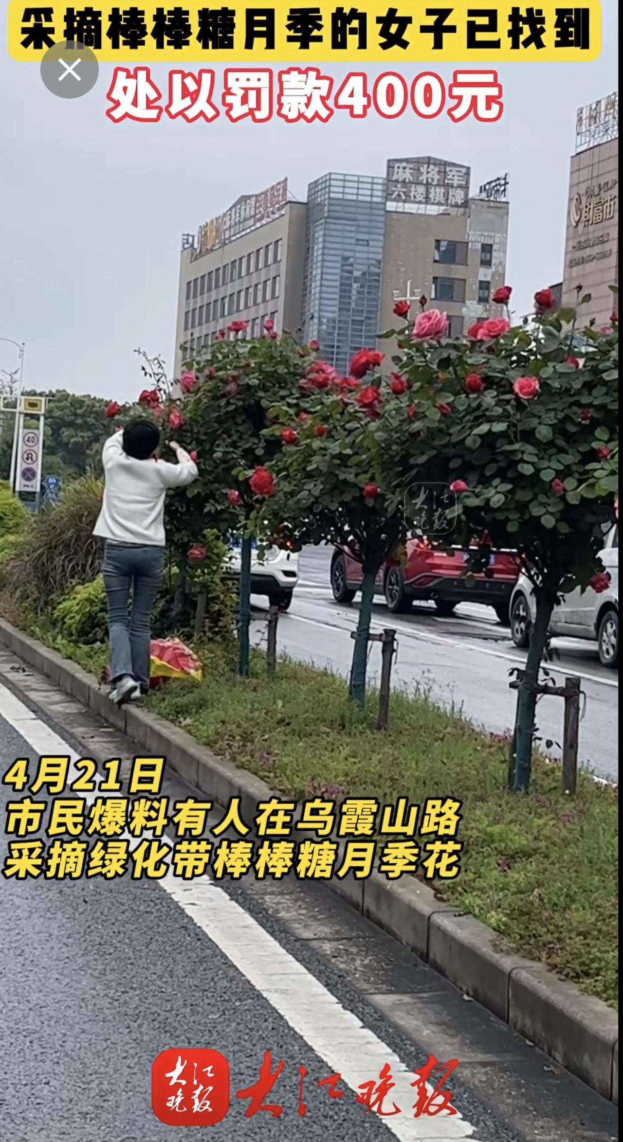 采摘棒棒糖月季的女子已找到
处以罚款400元

大江晚报报道有人在乌霞山路十二中