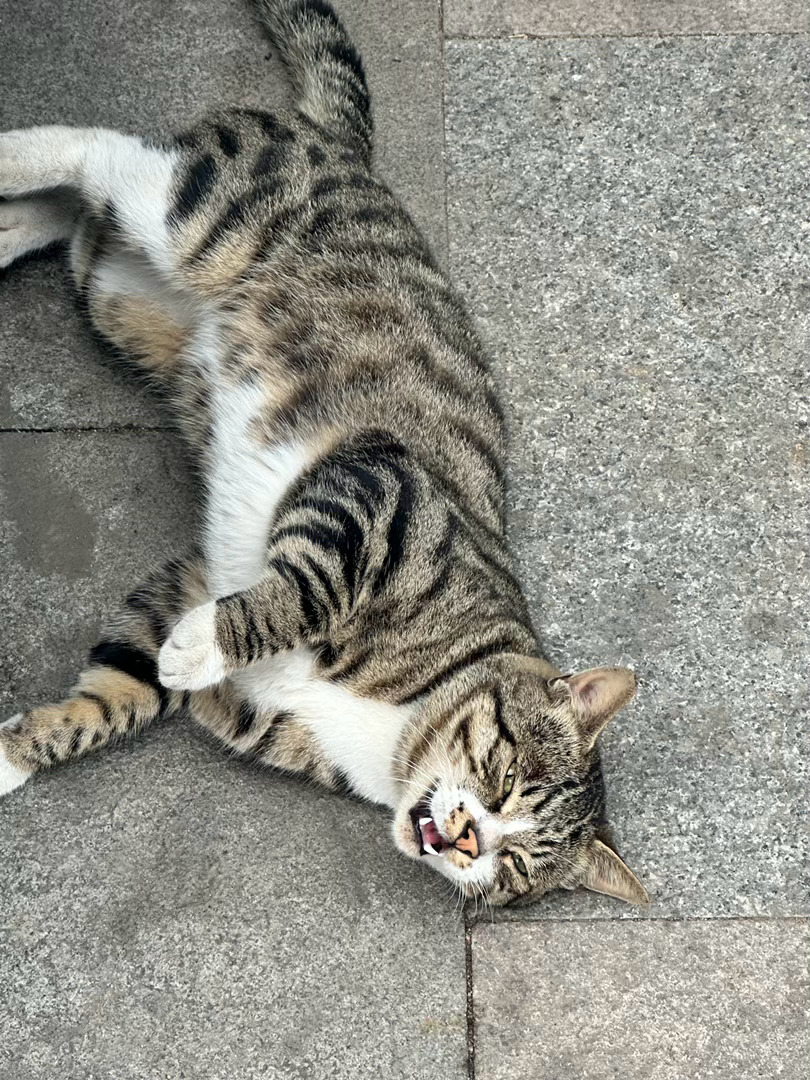 猫咪一定要跳上床地铁站门口的野生猫猫