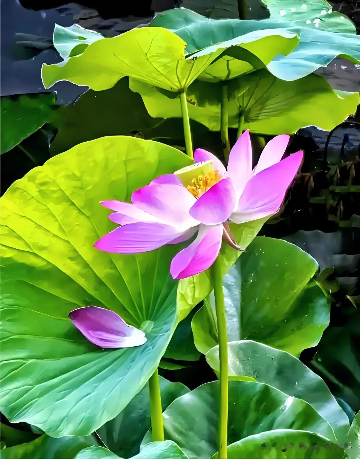 下联：红衣半落藕塘秋
上联：有请雅士[玫瑰][玫瑰][玫瑰]