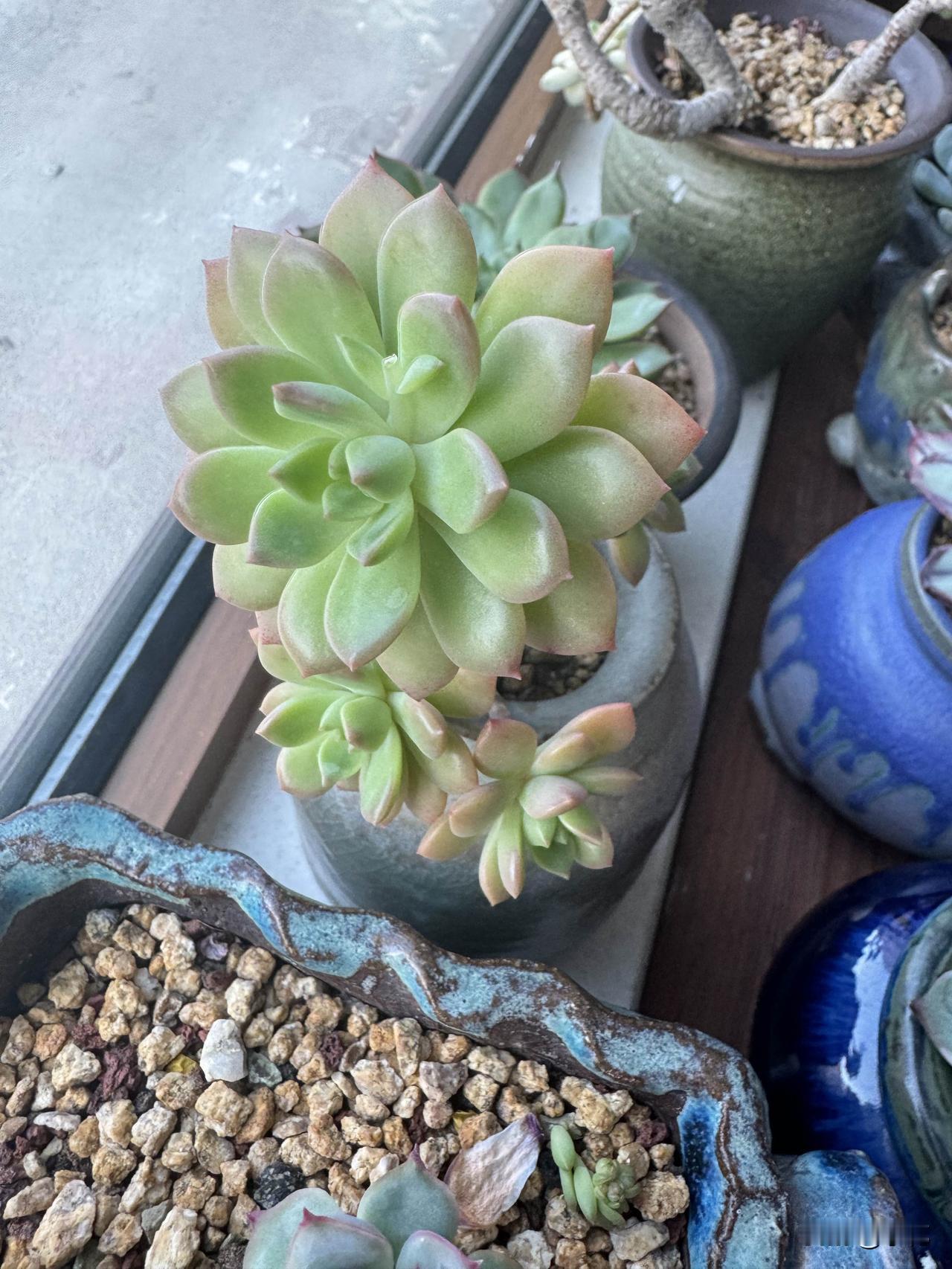 我家的多肉马库斯身世还挺有意思。它原本是另一盆马库斯里的小枝，那盆多肉烂根后被我