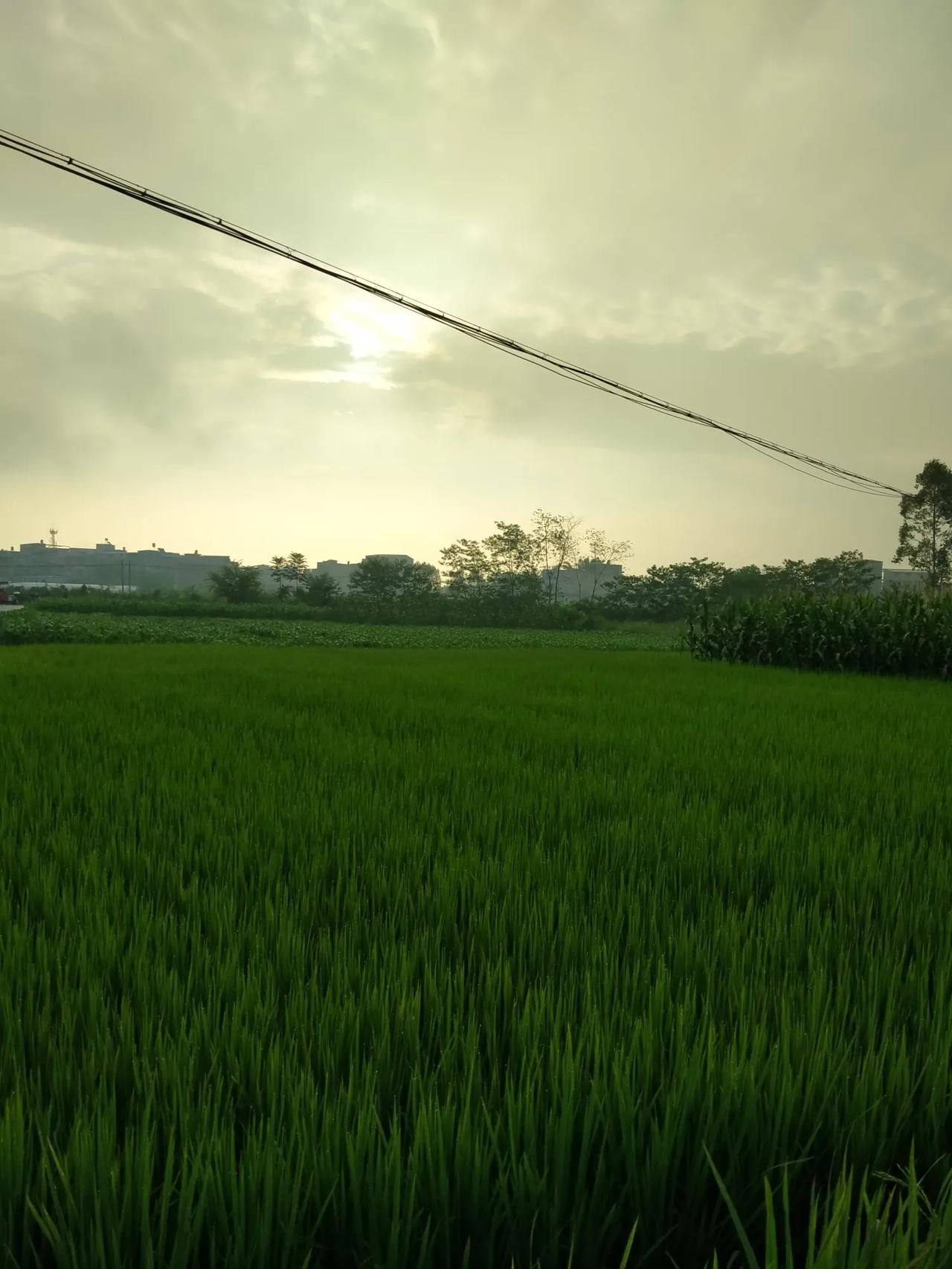 #随手记录秋日生活#
随着秋日的清晨到来，天空高远，阳光灿烂，又是一个新的美好日