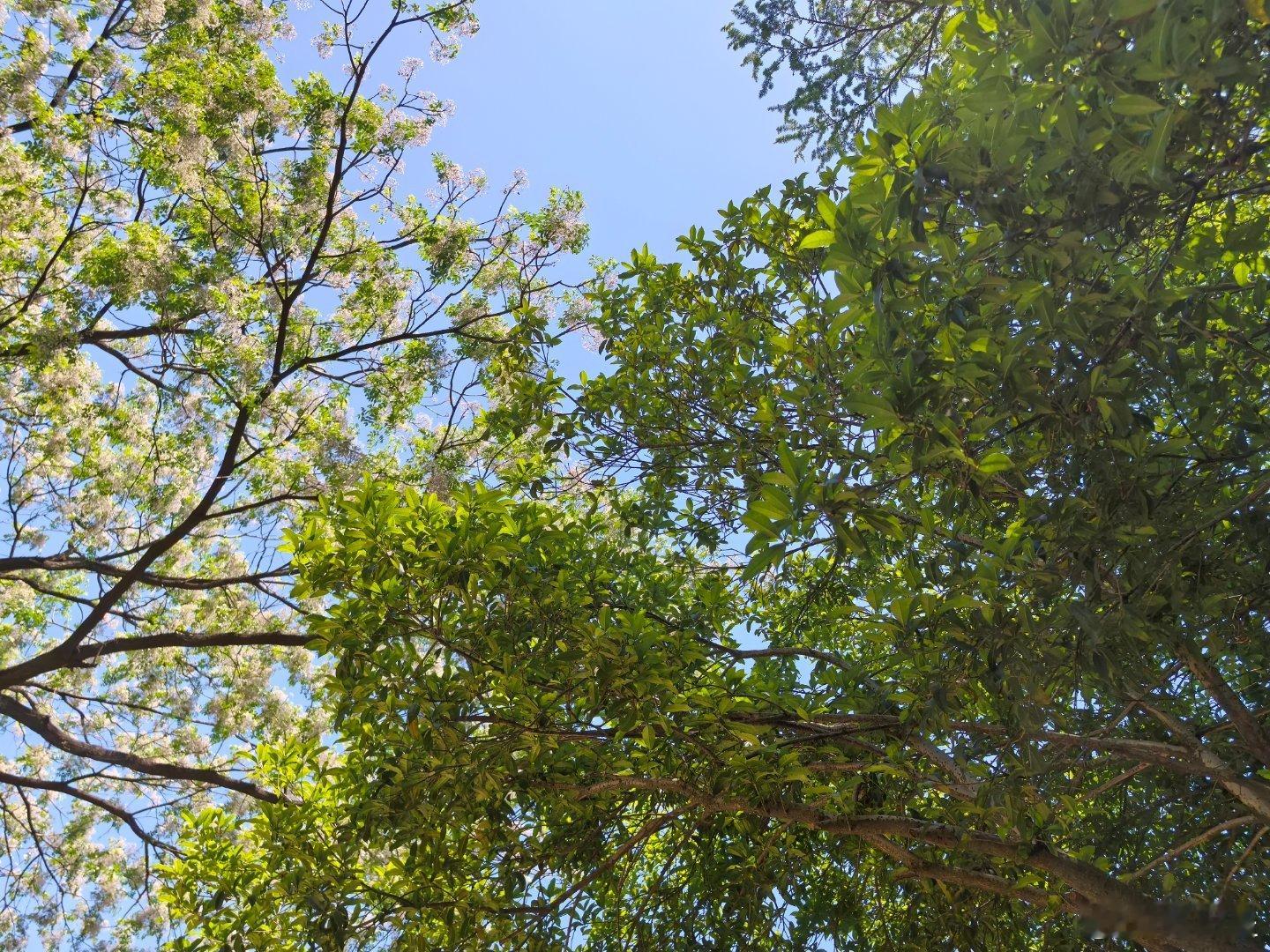 凭记忆，大概是：香樟树、楝树和皂荚树，朴树，桑树，朴树，朴树，皂荚树，后面两个不