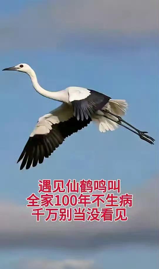 遇见仙鹤鸣叫，全家100年不生病，千万别当没看见。 