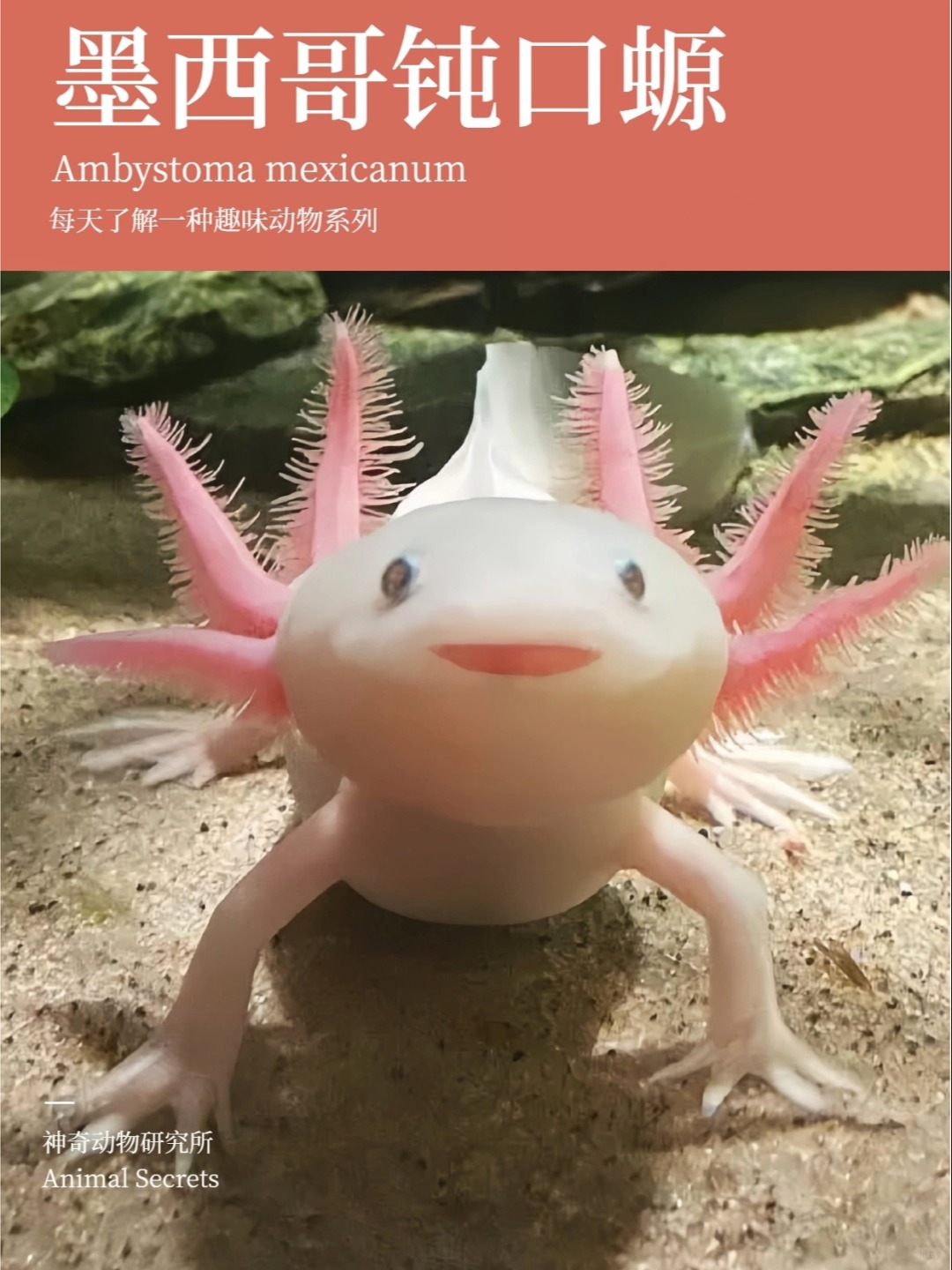 每天了解一种趣味动物👀墨西哥钝口螈