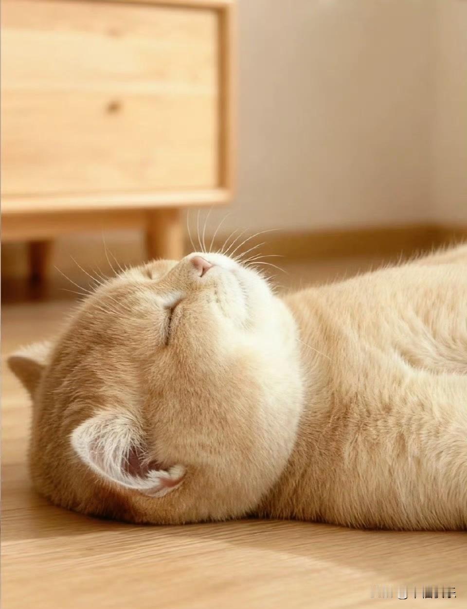 2025.11.25
——深耕，早盘


茂莱转债：等待上市中
瑞可转债：等待上