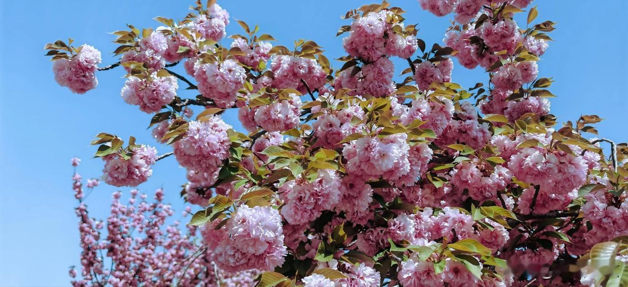 晒图笔记大赛漫步威海市文登区天福小学附近，随手拍下206国道旁边的关山樱（八重樱