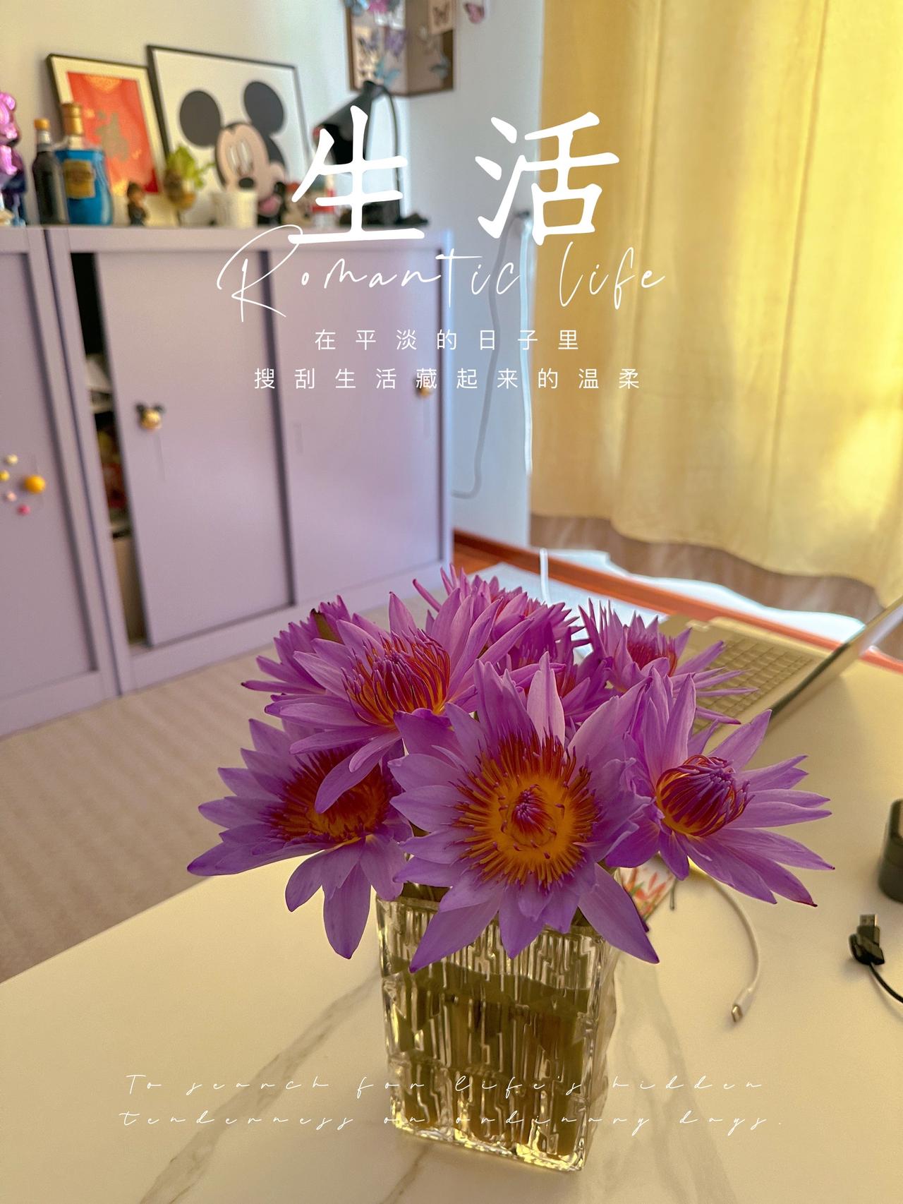 白天开花晚上睡觉睡莲 紫色控