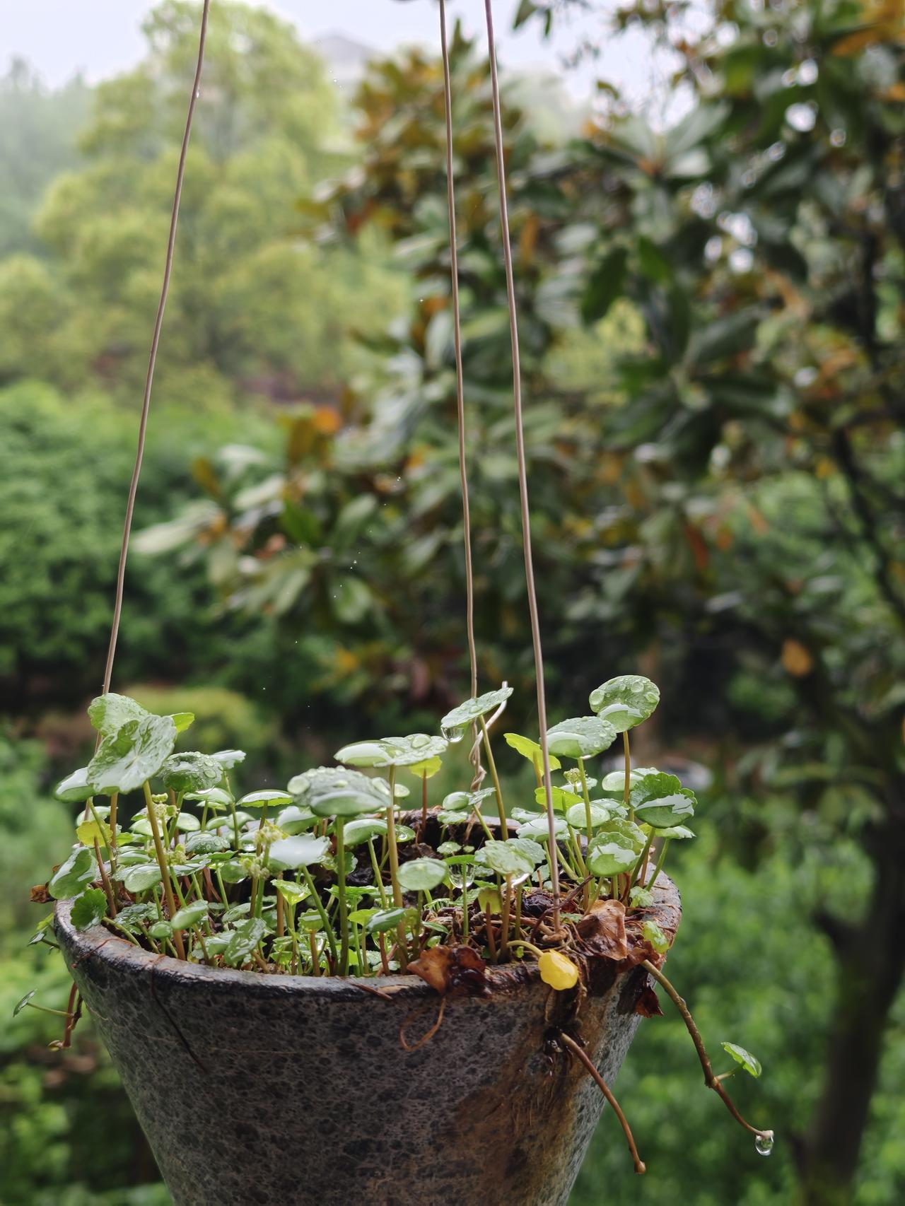 一夜听雨，早起凭窗，满眼翠绿，一心静安。