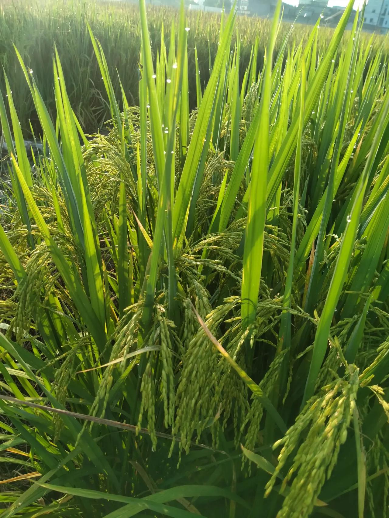 #一句话分享秋日感悟#秋天是收获的季节，也是反思和准备的时期。在这个季节里，我们