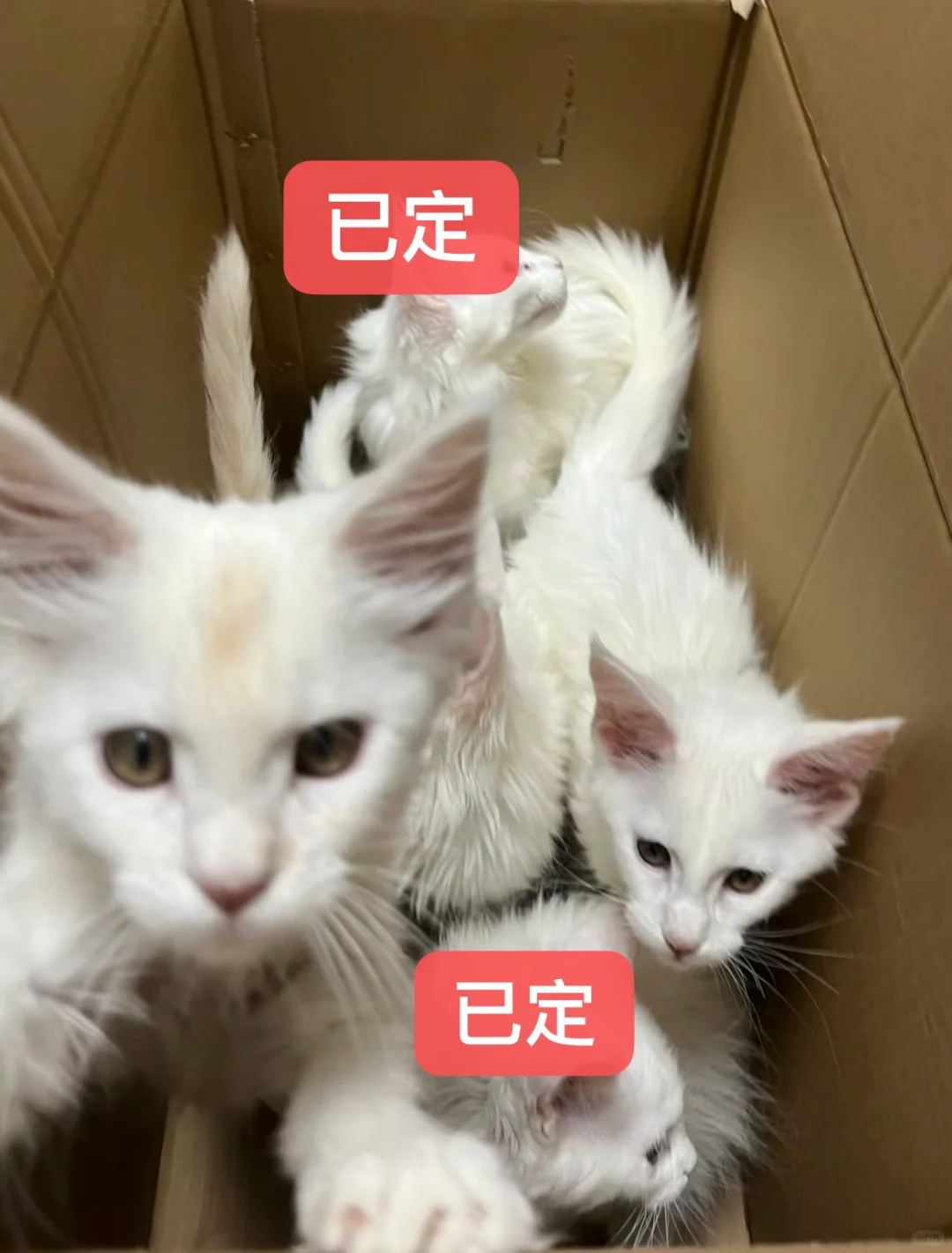 🇭🇰HK一窩高質緬因BB～搵愛貓家庭💛