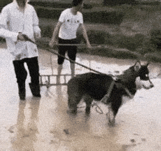 狗：明显就是欺负狗，这么大个人不干这活，连狗都不如吗？