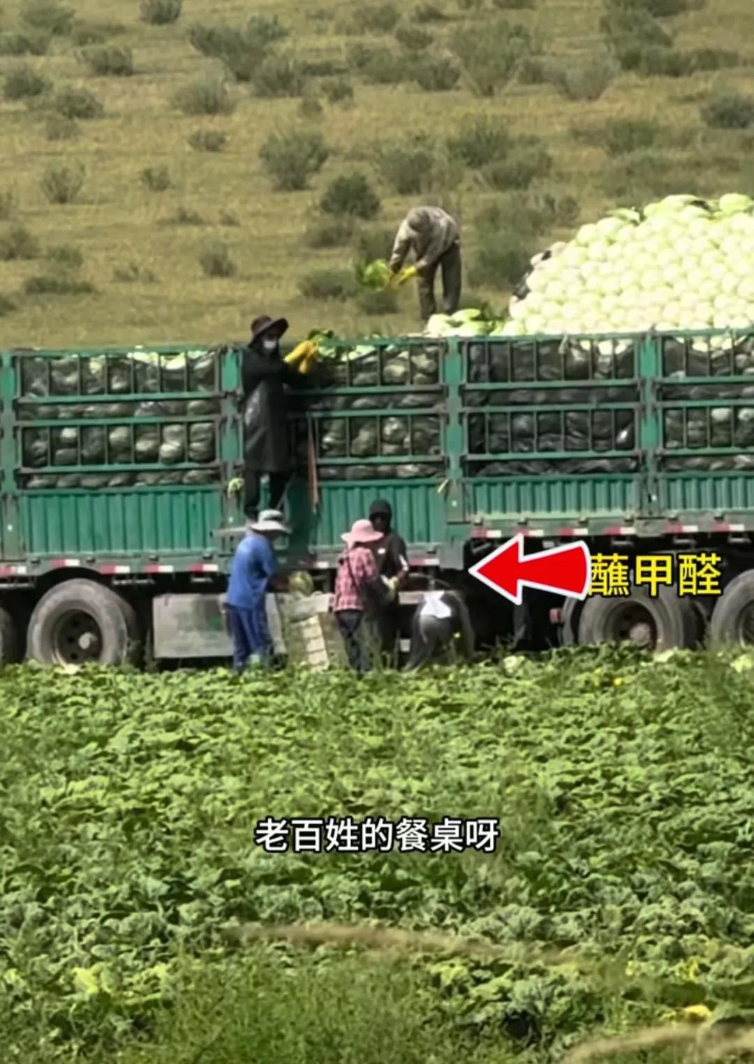 张家口icon卖菜的农民冤枉吗？不冤！

从张家口拉大白菜icon的司机冤枉吗？
