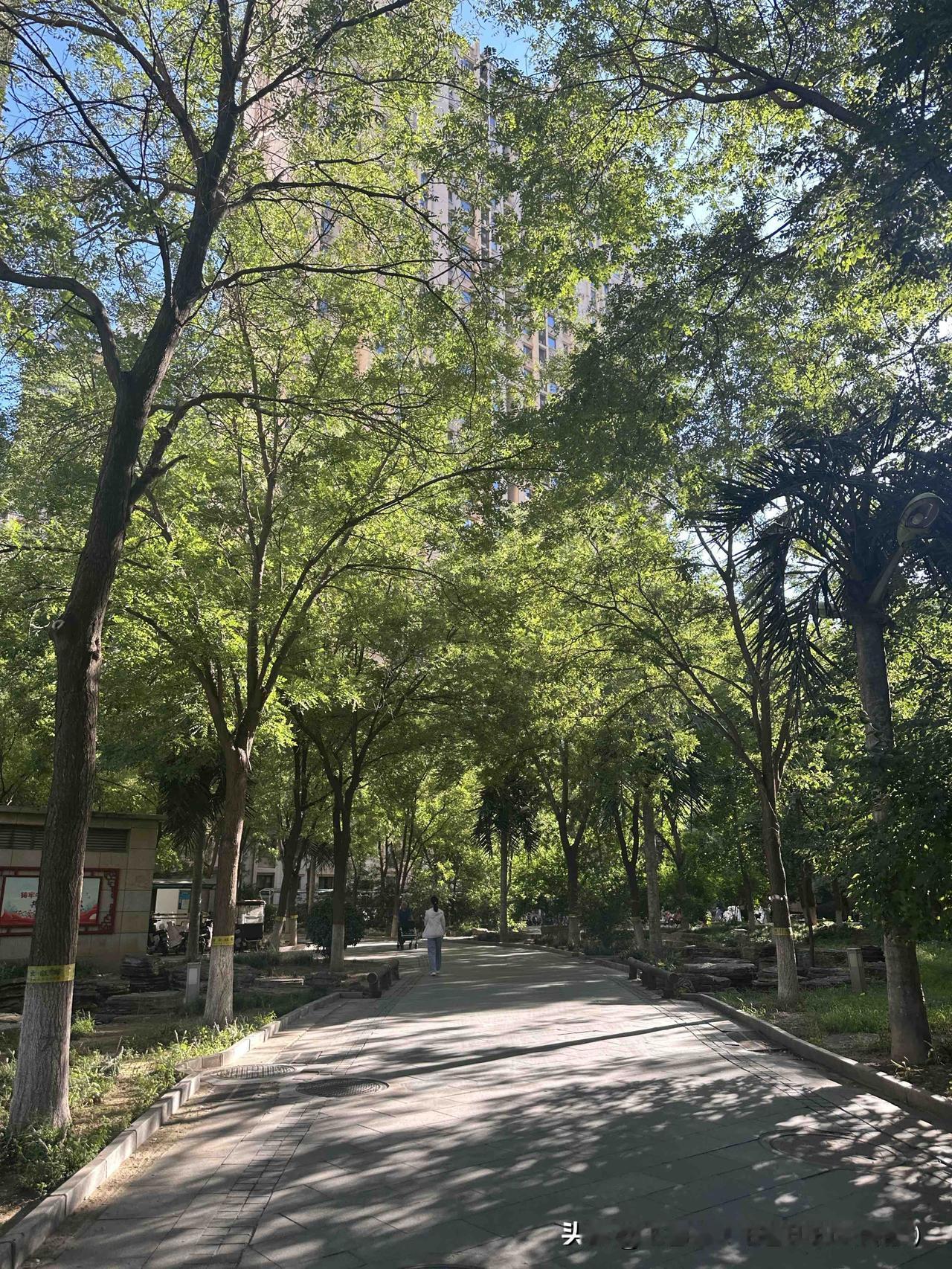 今早出门一片梧桐叶打着旋儿落在肩头，才后知后觉反应过来，沈阳的秋居然来得这么干脆