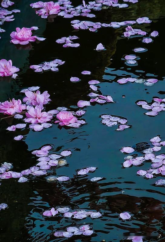 遗憾，遗憾！
花有重开日，人无再少年！
我觉得花无百日红说的有点不对，因为我看到