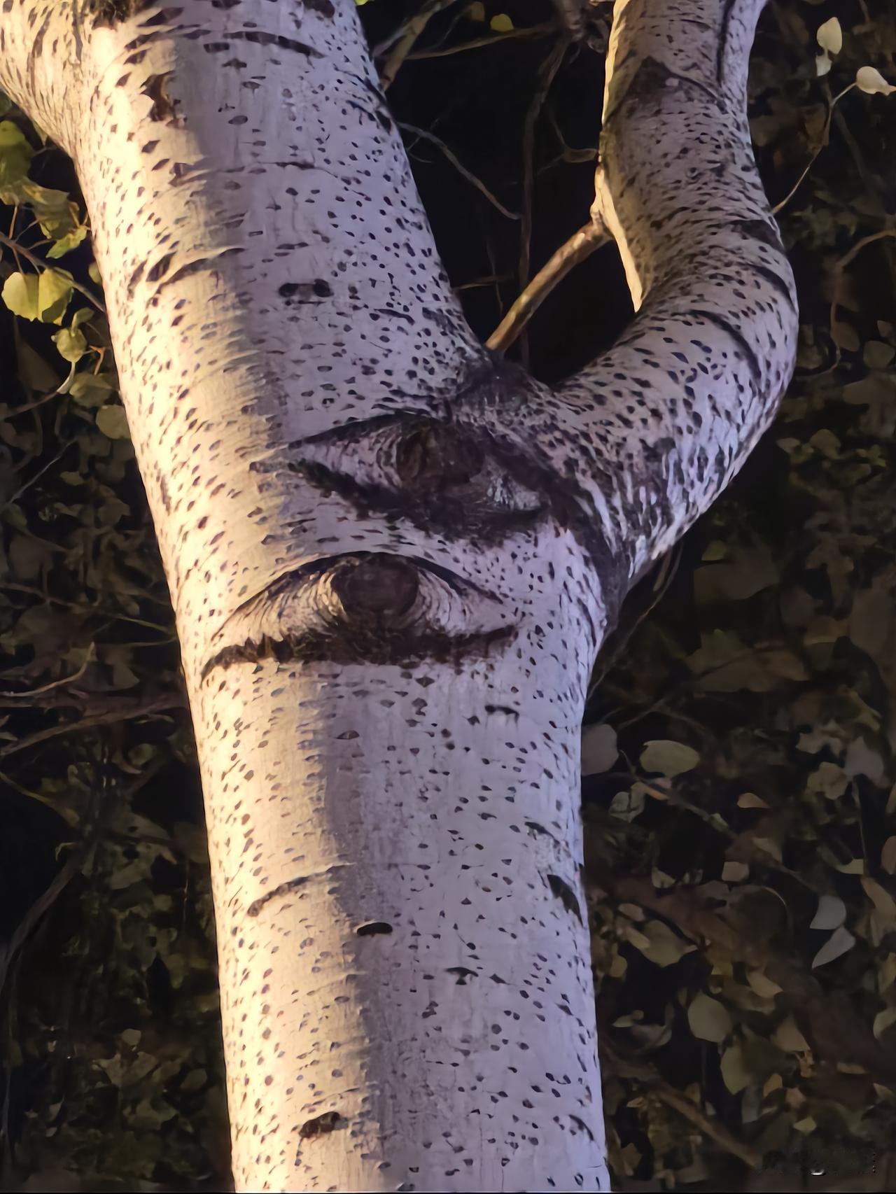 奇异现象分享晚上散步随手拍的，大树上出现的奇异现象，难得一见。