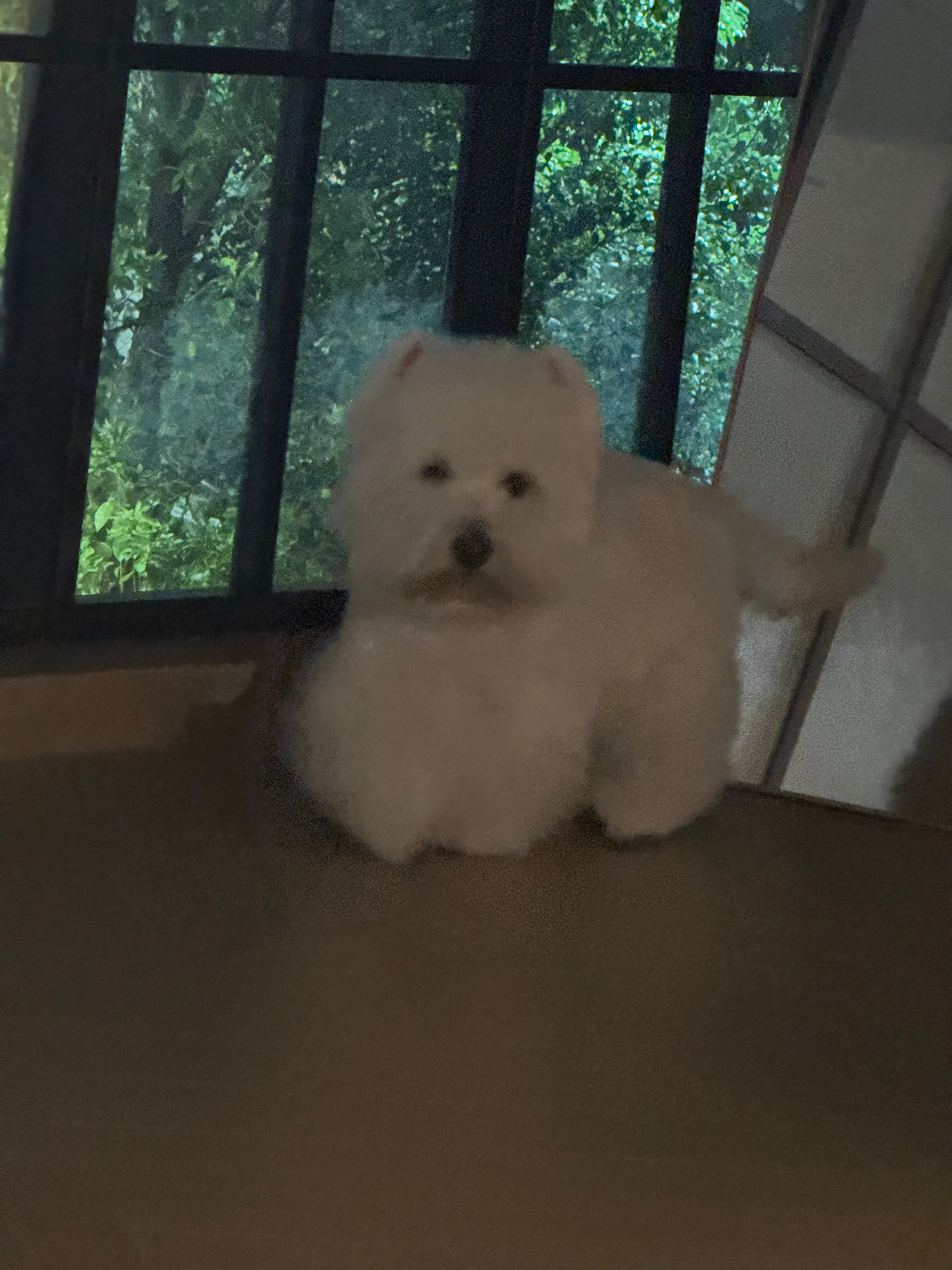 一不注意就跑到草坪上去滚屎，昨天还是白白净净的大福， ​​​